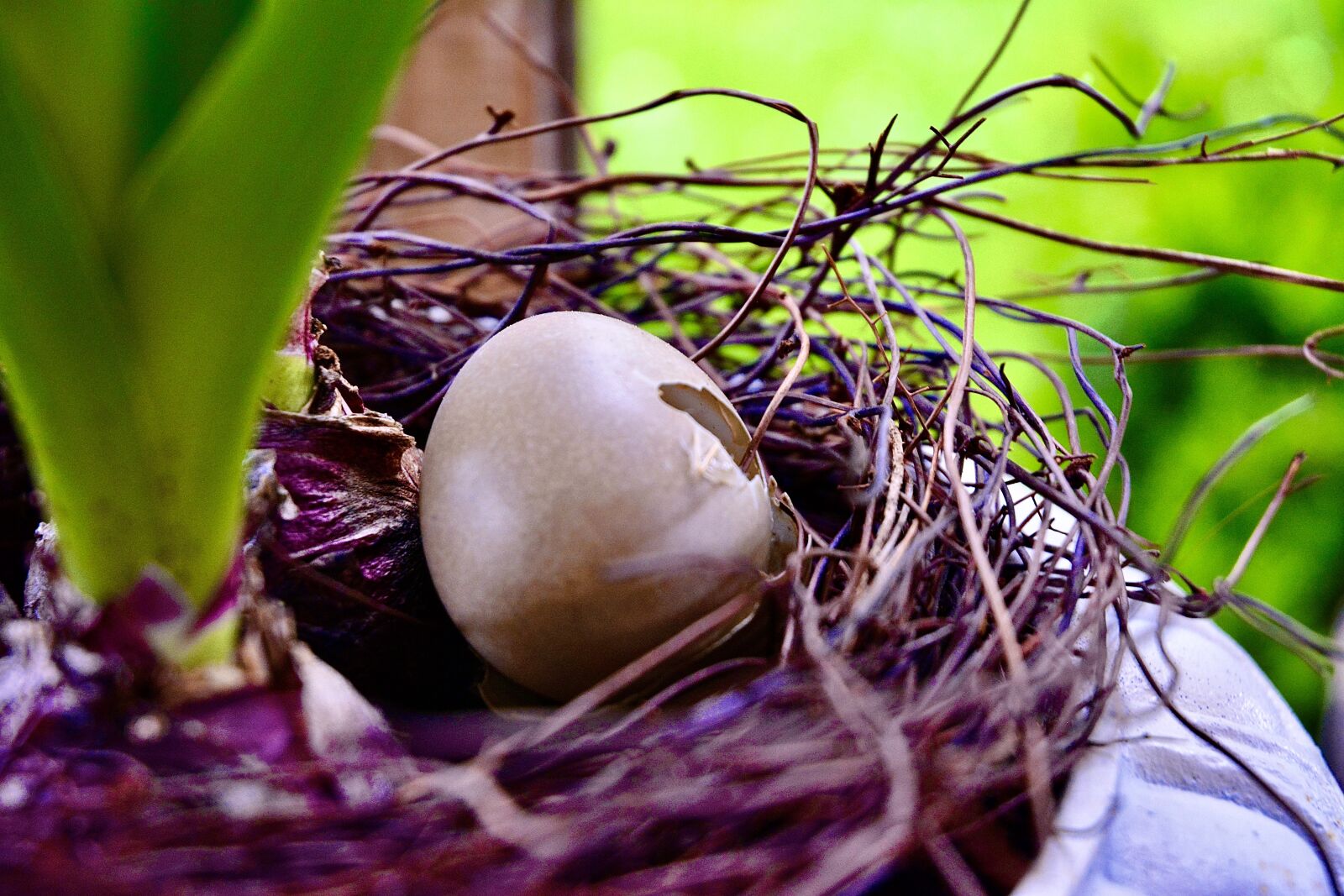 Nikon D5200 sample photo. Egg, broken, spring photography
