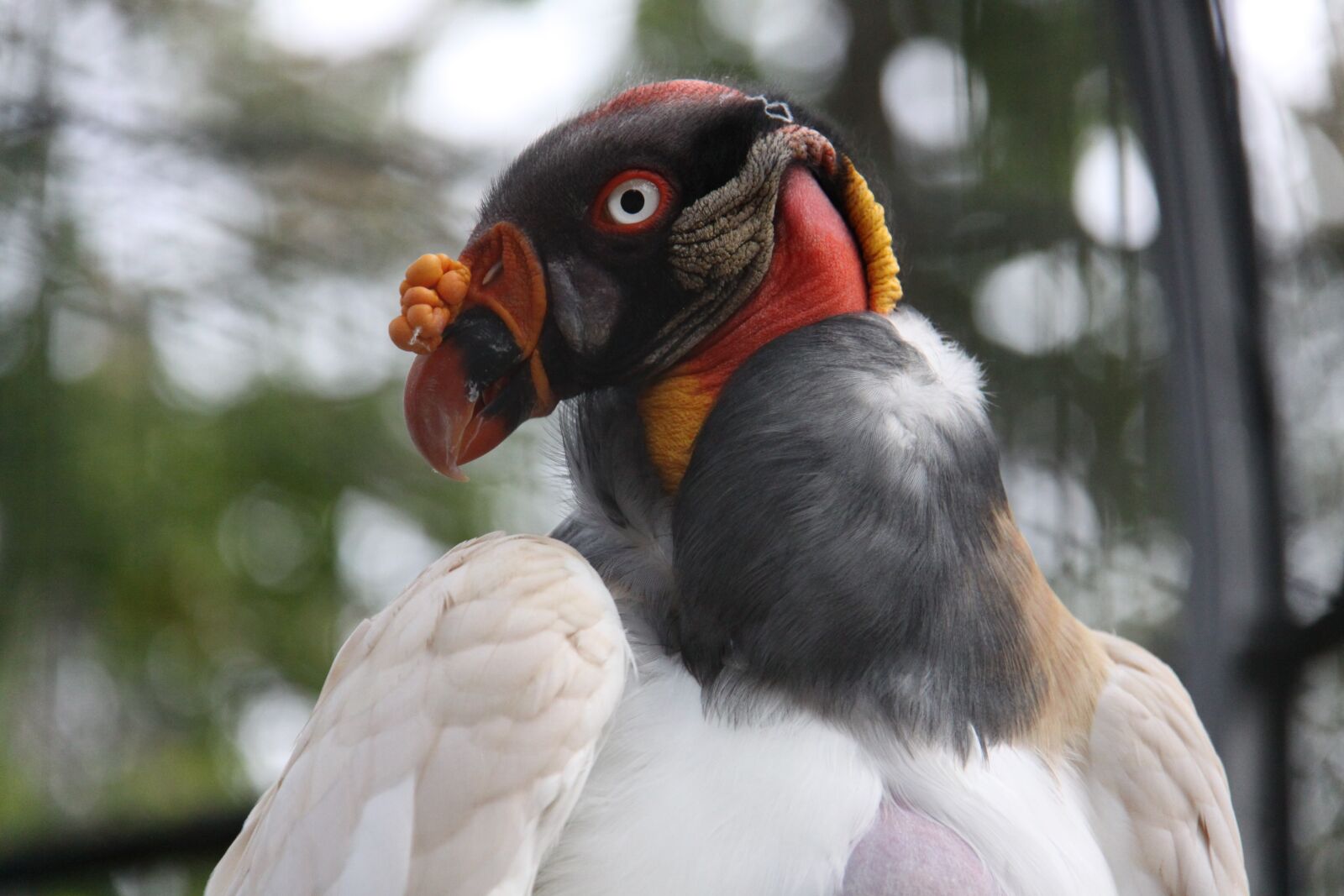 Canon EOS 50D sample photo. King vulture, vulture, raptor photography