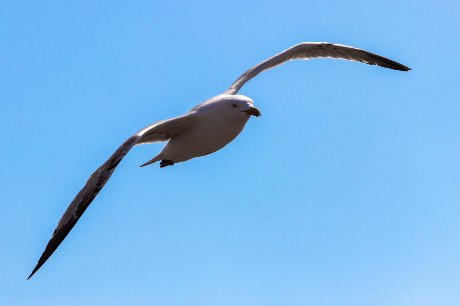 Canon EOS 80D sample photo. Seagull, flying, bird photography