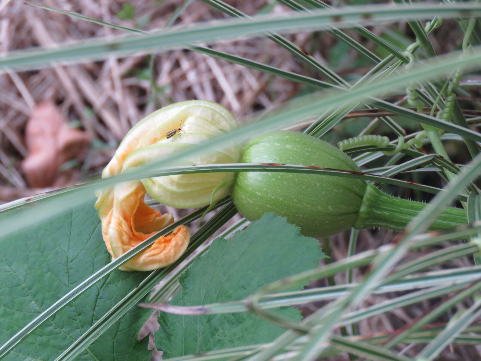 Canon PowerShot SX60 HS sample photo. Pumpkin, garden, landscape photography