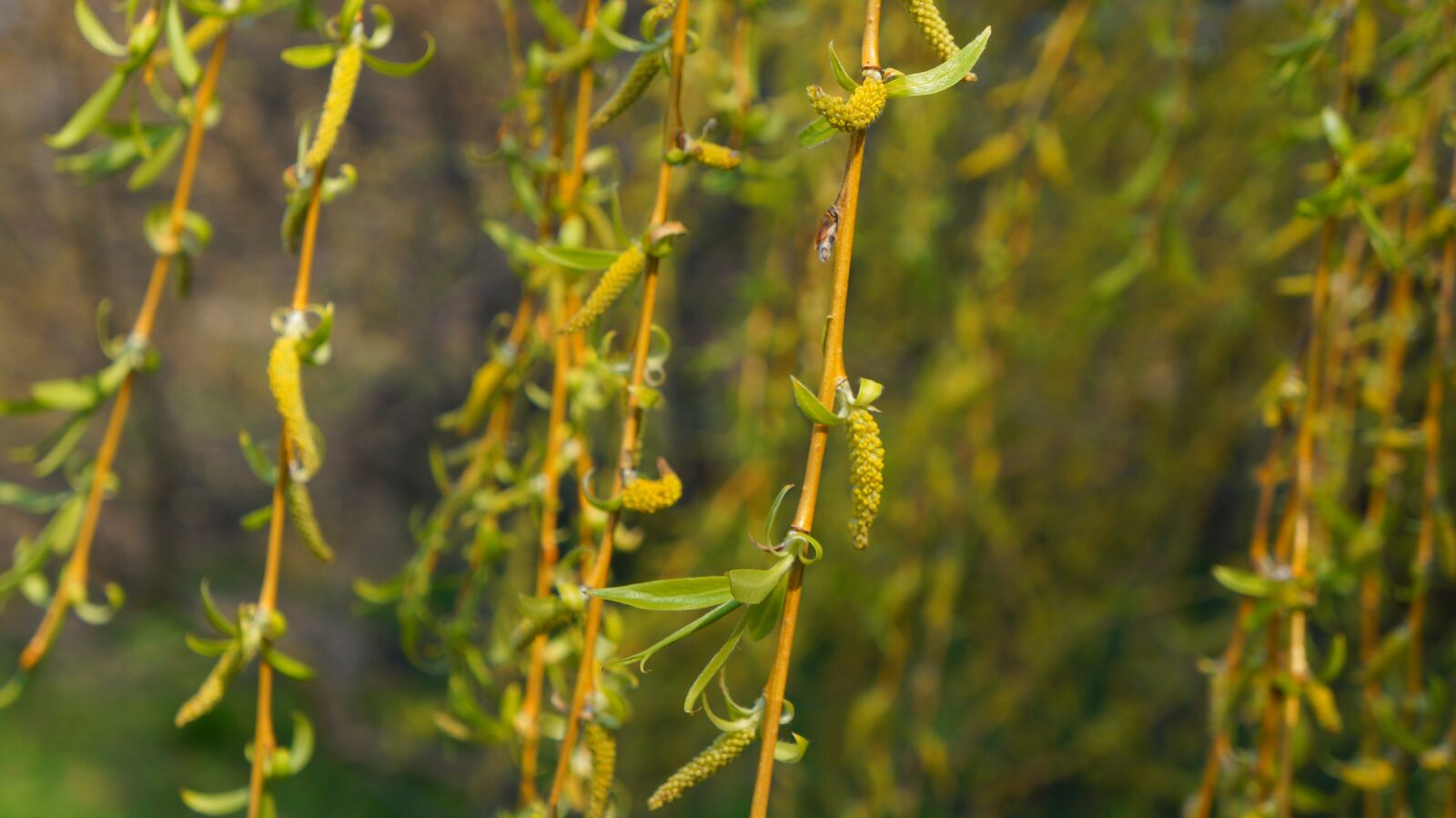 Sony Alpha a3000 + Sony E 18-55mm F3.5-5.6 OSS sample photo. Nature, plant, tree photography