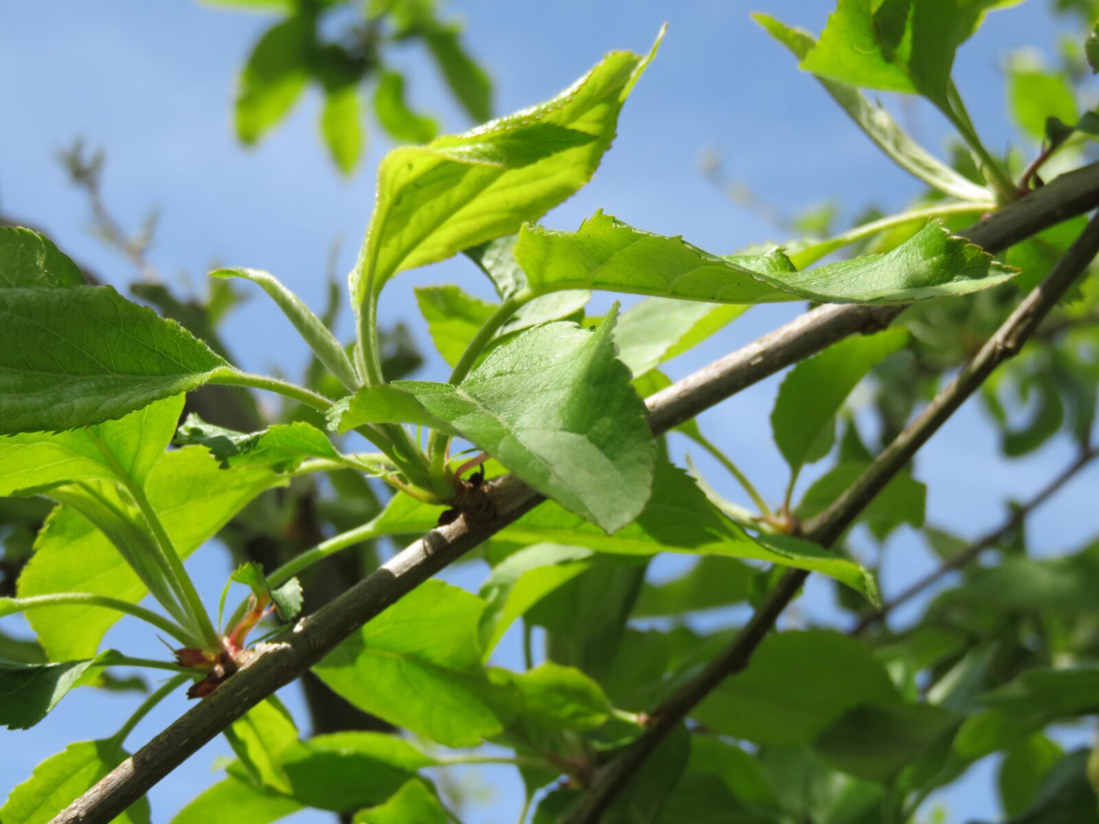 Canon PowerShot SX710 HS sample photo. Green, tree, summer photography