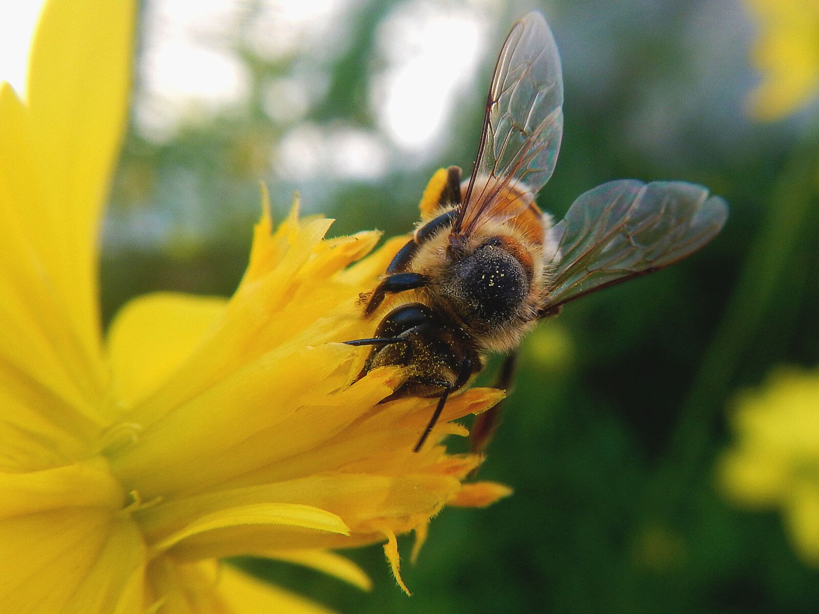Nikon Coolpix AW110 sample photo. Bee, pollen, pollination photography