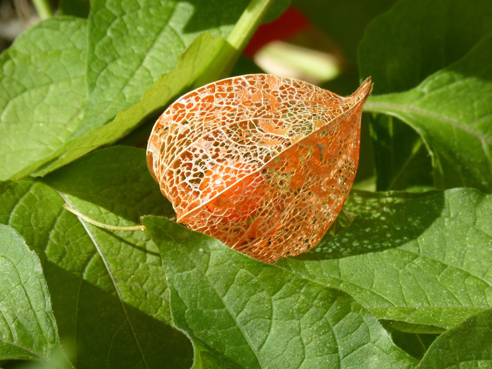 Panasonic DMC-FZ62 sample photo. Physalis, tomatillo, plant photography