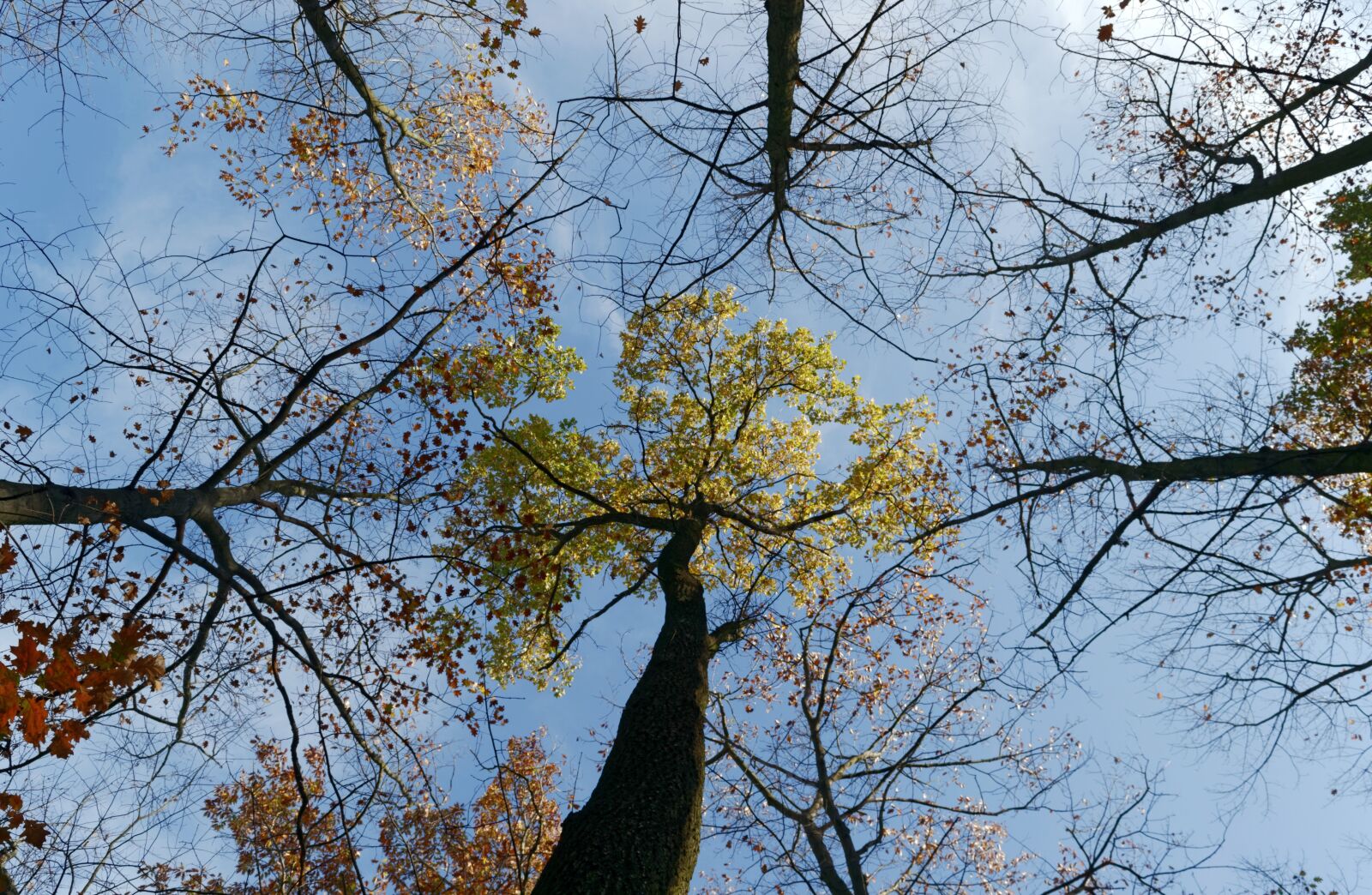 Nikon D3100 sample photo. Landscape, forest, nature photography