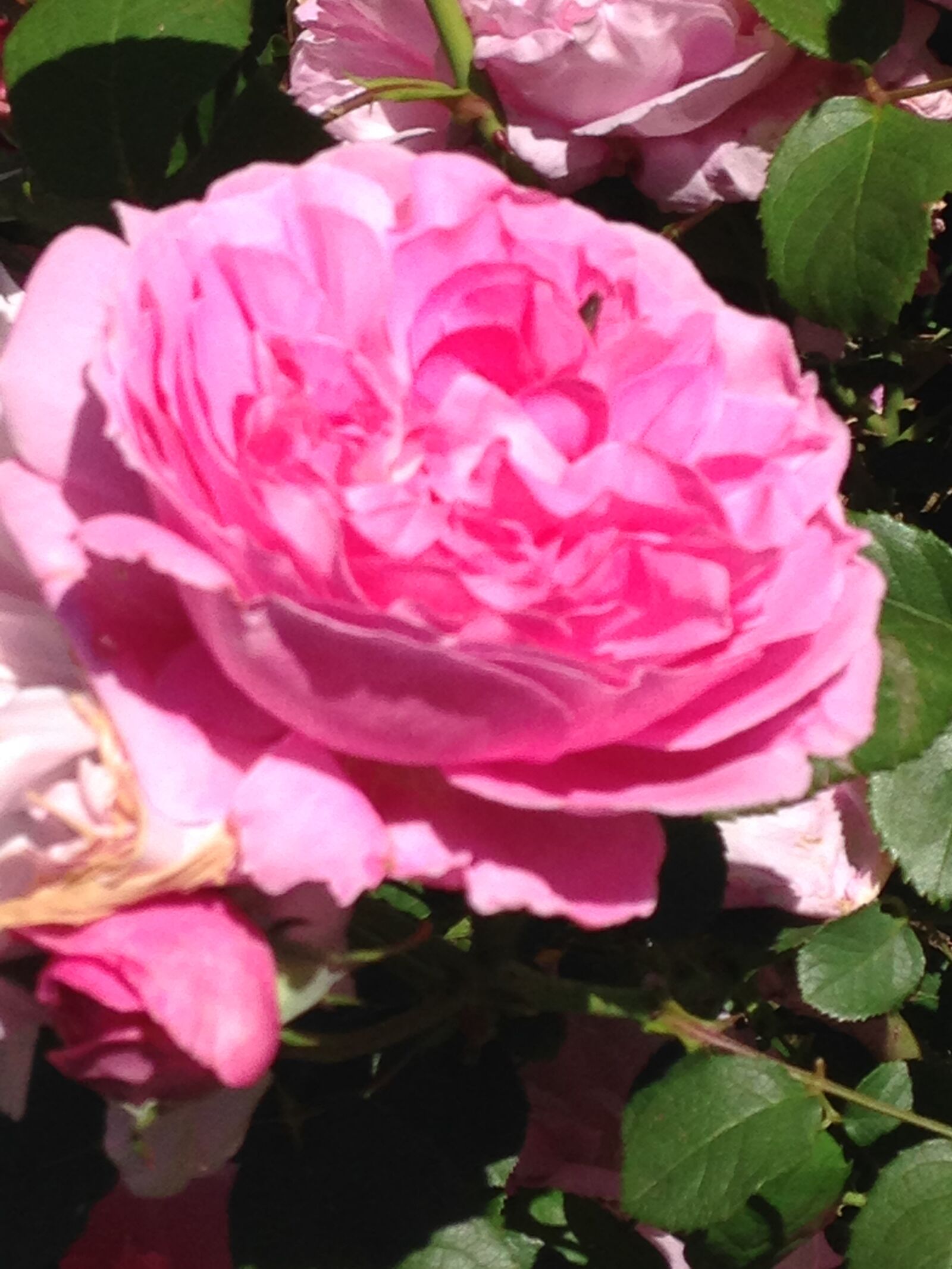 iPhone 5c back camera 4.12mm f/2.4 sample photo. Flower, flowers, pink, rose photography