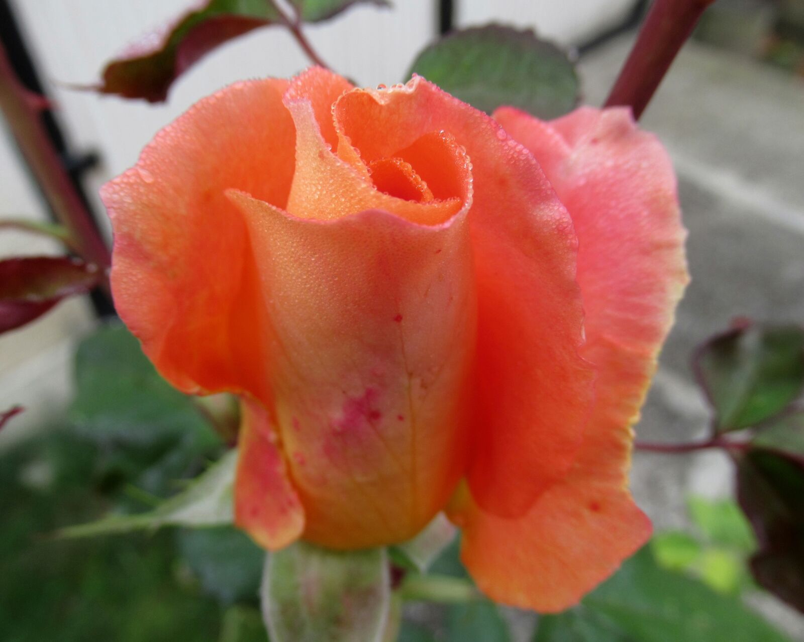 Canon PowerShot SX620 HS sample photo. Autumn, garden, rose photography