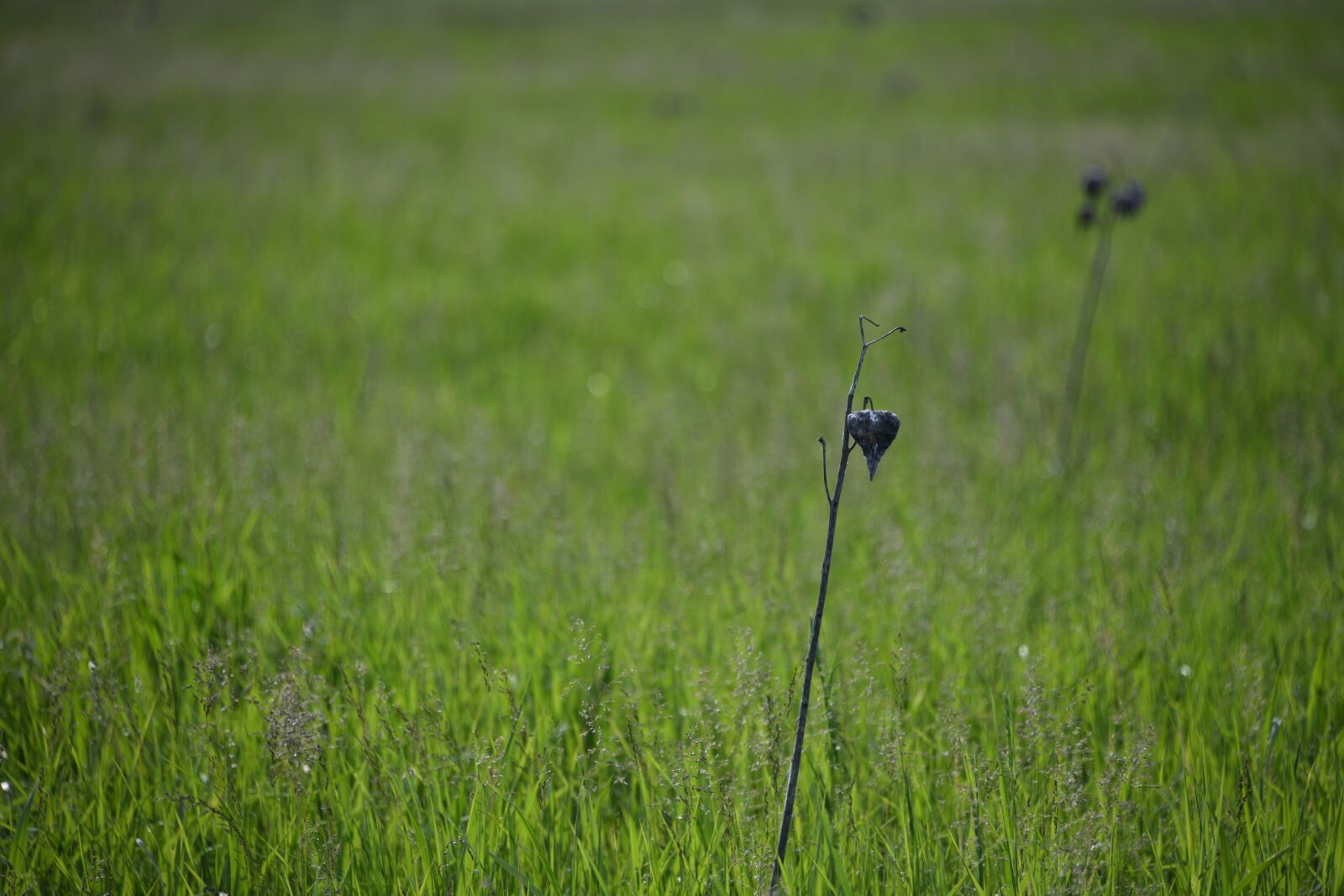 Nikon D850 sample photo. Field, grassland, green photography