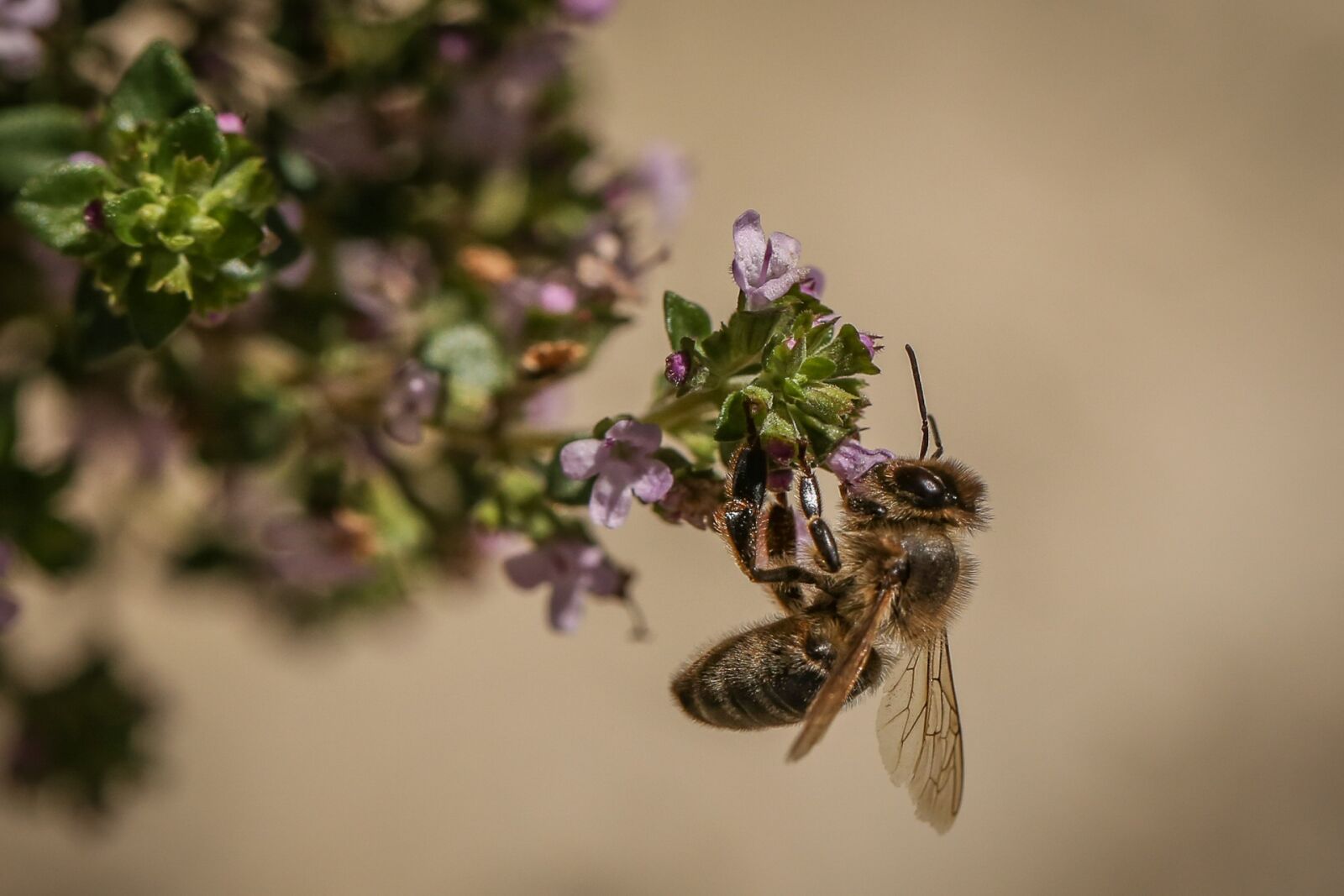 Canon EF 100mm F2.8L Macro IS USM sample photo. Bee, insect, blossom photography