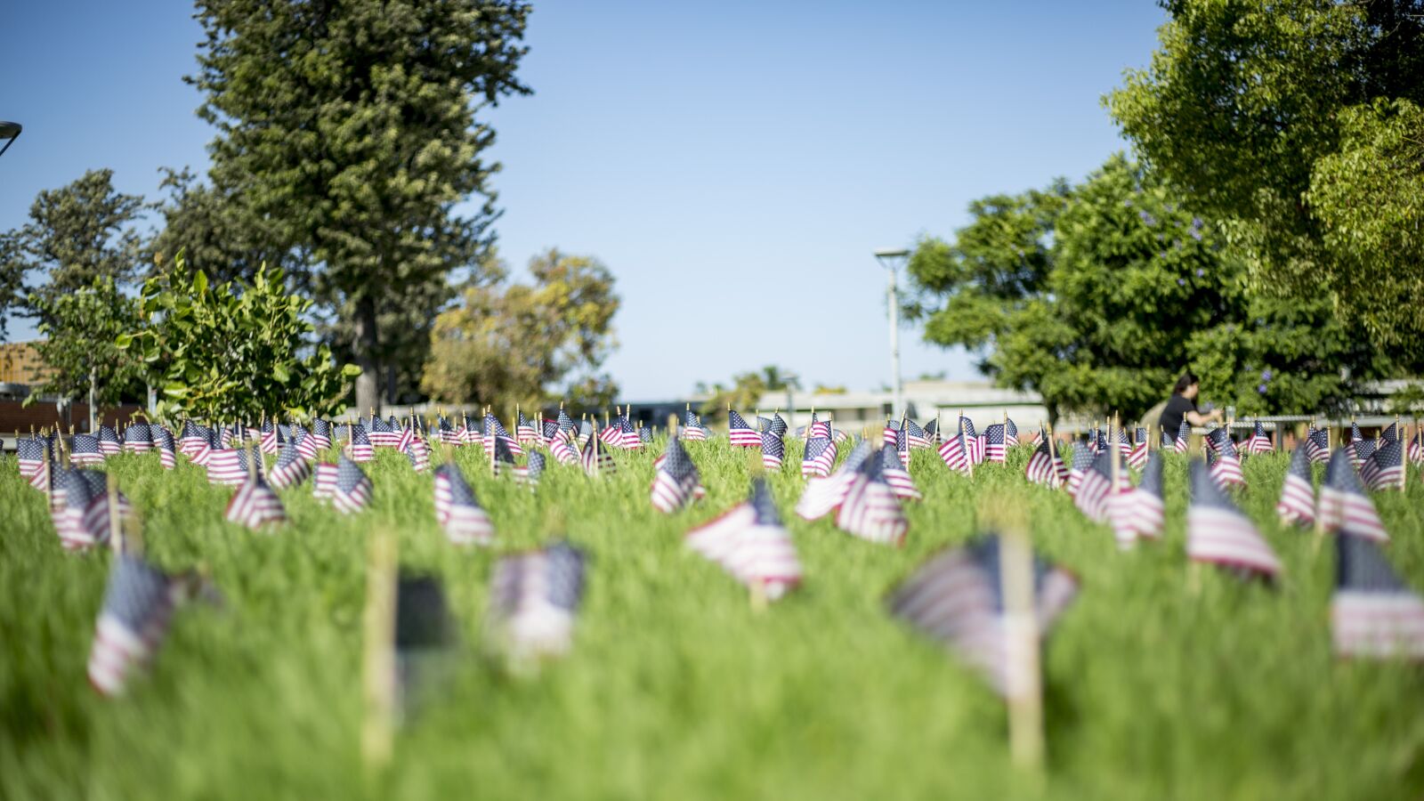 Canon EOS 5D Mark III + Canon EF 50mm F1.8 STM sample photo. Flags, grass, american photography