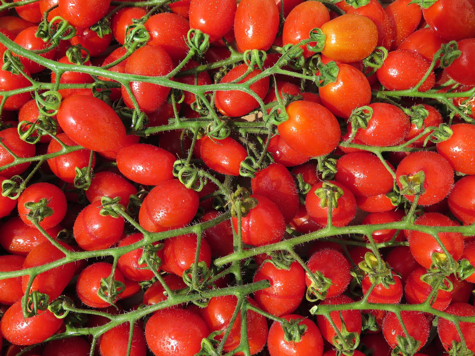 Canon PowerShot G16 sample photo. Tomatoes, cherry tomatoes, bio photography