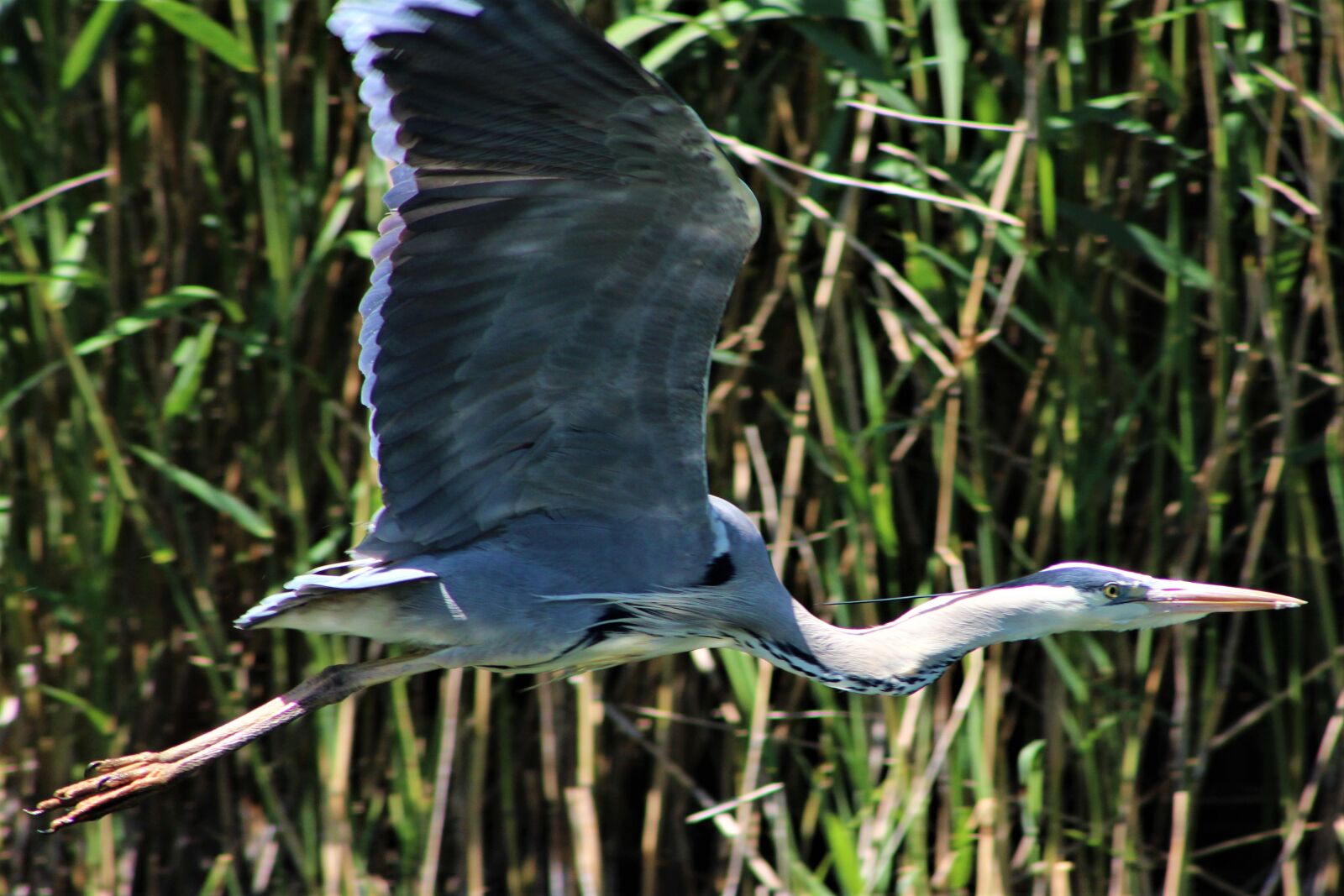 Canon EF75-300mm f/4-5.6 sample photo. Heron, bird, nature photography