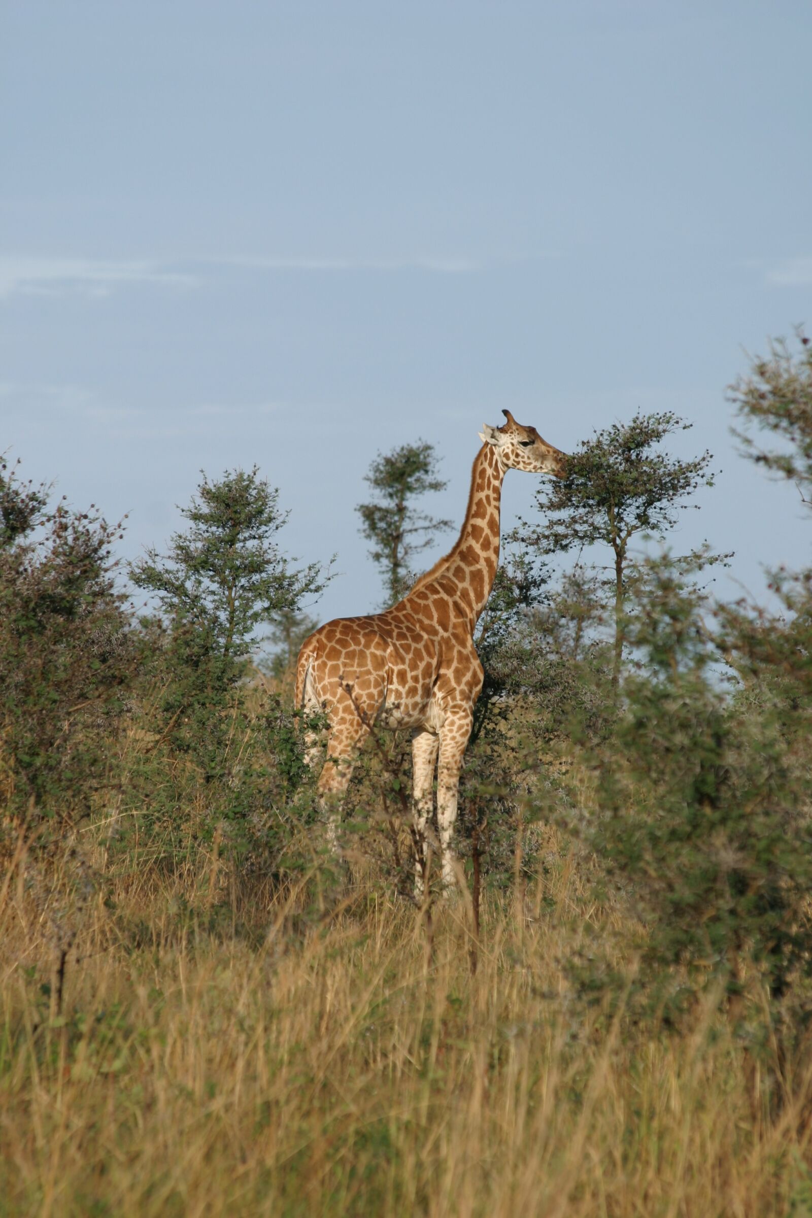 Canon EOS 10D sample photo. Nature, wildlife, animal kingdom photography