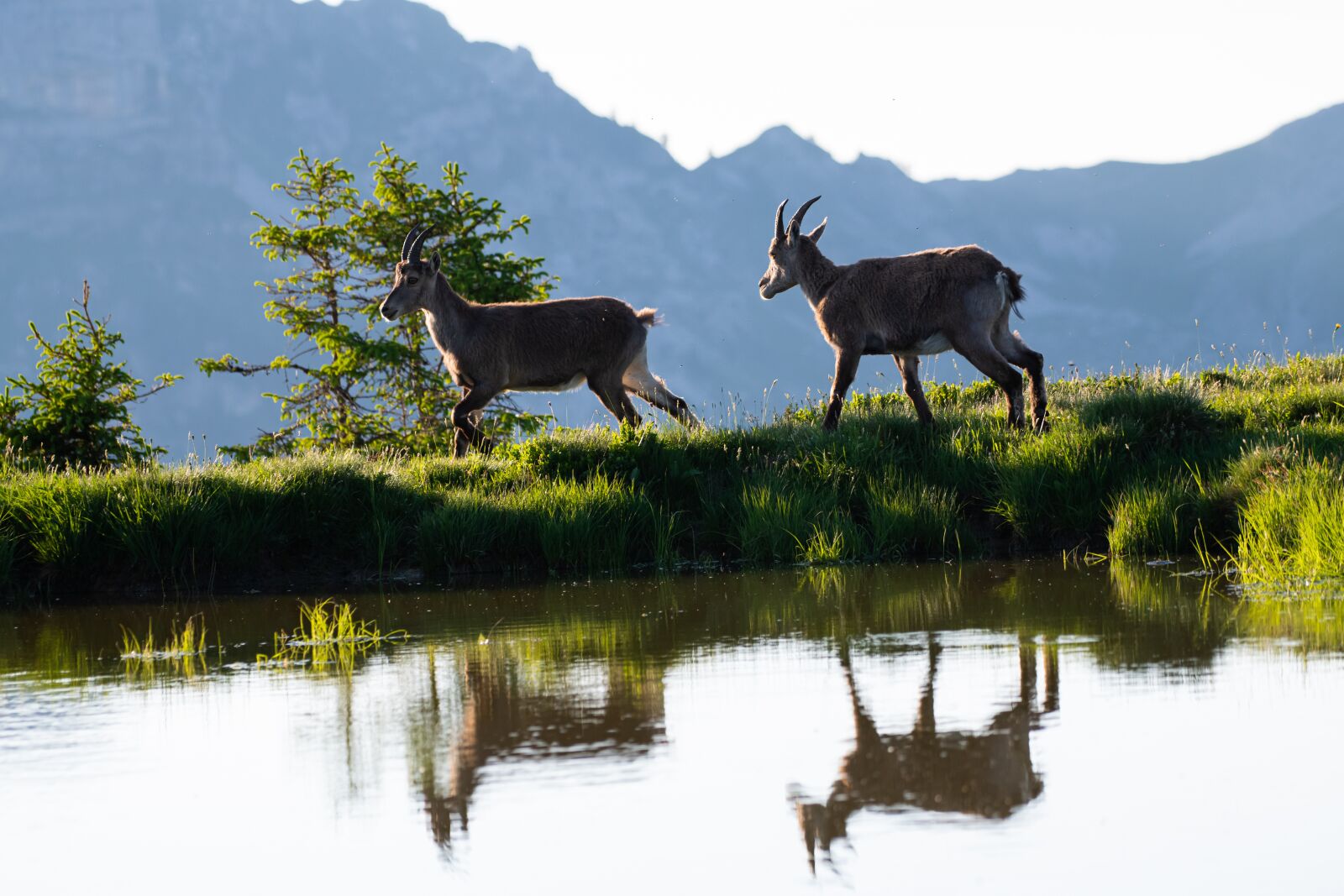 Nikon D850 sample photo. Ibex, pond, mirroring photography