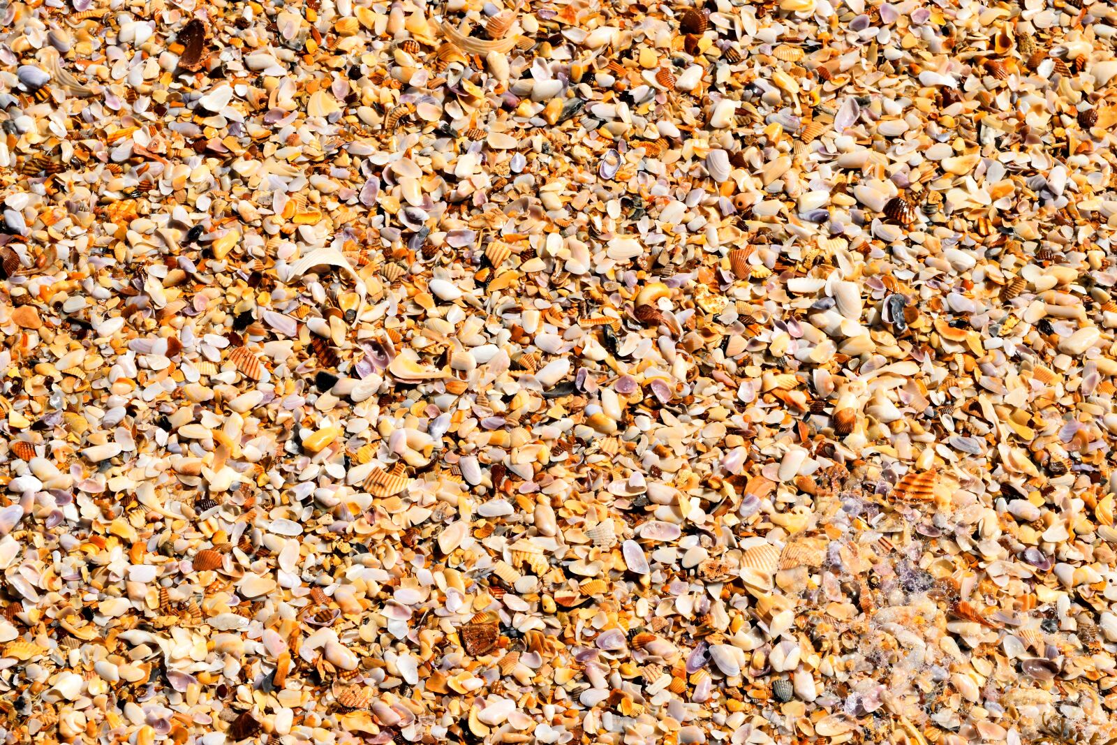 Nikon D3300 sample photo. Crushed seashells, ocean, beach photography