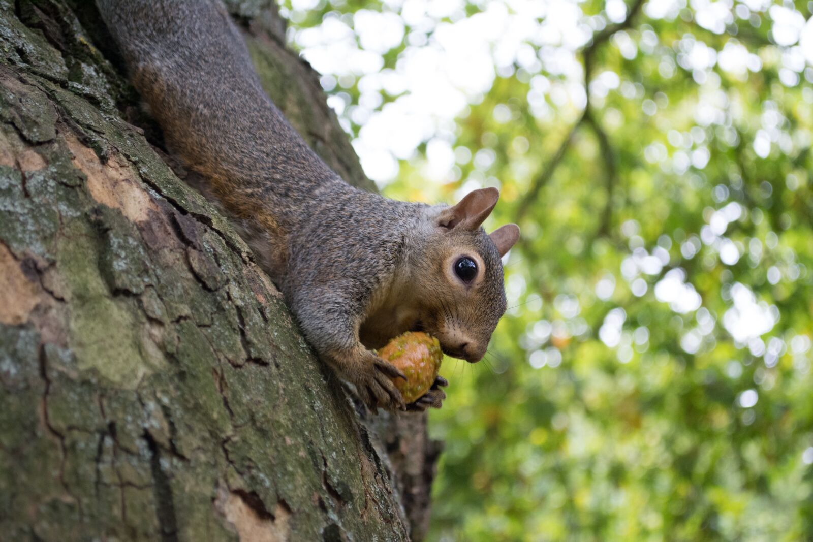 Nikon D5200 sample photo. London, squirrel, england photography