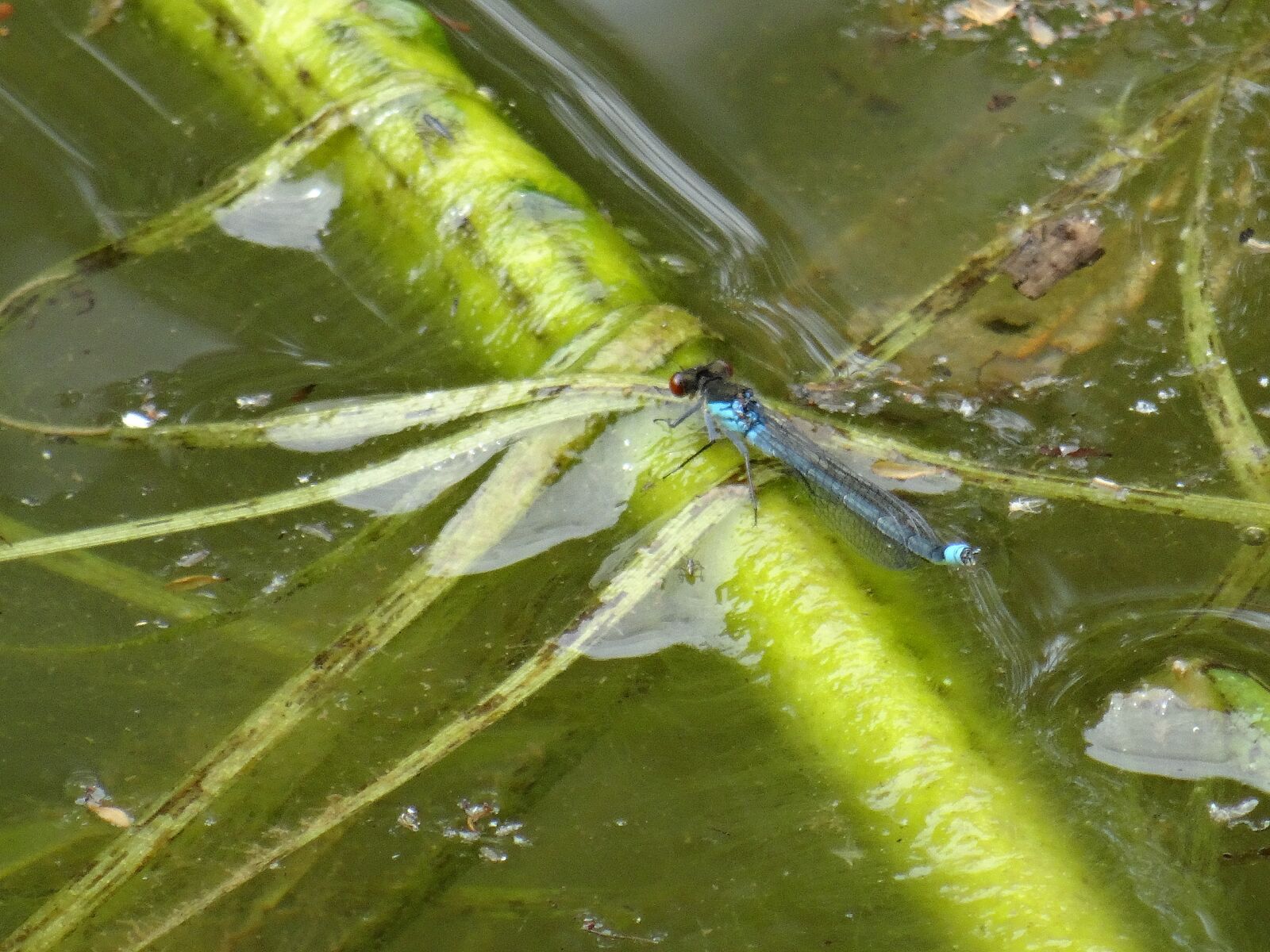 Sony DSC-HX50 sample photo. Damsel fly, water, weeds photography