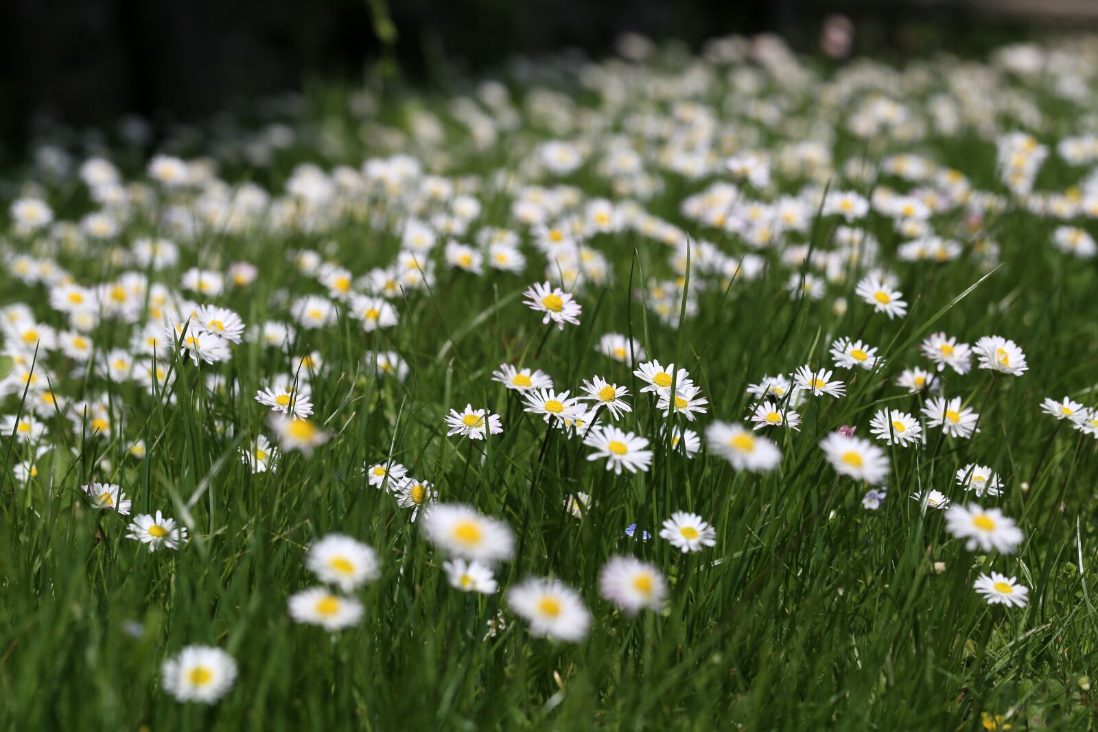 Canon EF 100mm F2.8L Macro IS USM sample photo. Flower meadow, daisies, daisy photography