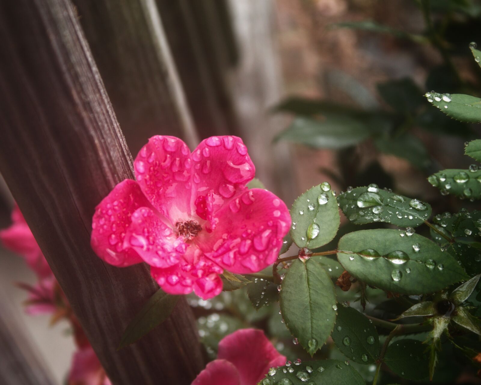 Canon EOS 1100D (EOS Rebel T3 / EOS Kiss X50) sample photo. Rose, flower, nature photography