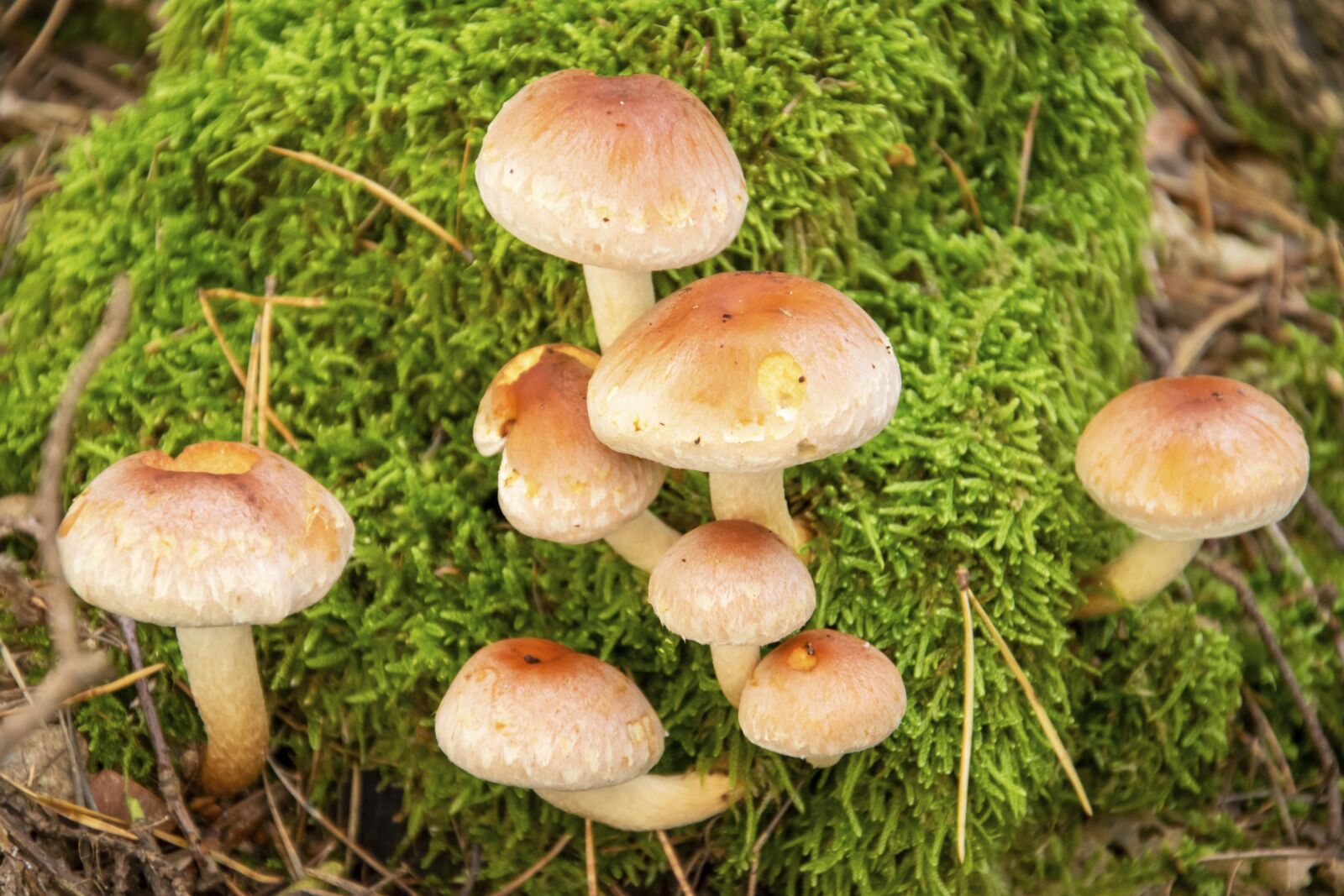 Nikon D5300 sample photo. Mushrooms, poisonous mushrooms, edible photography