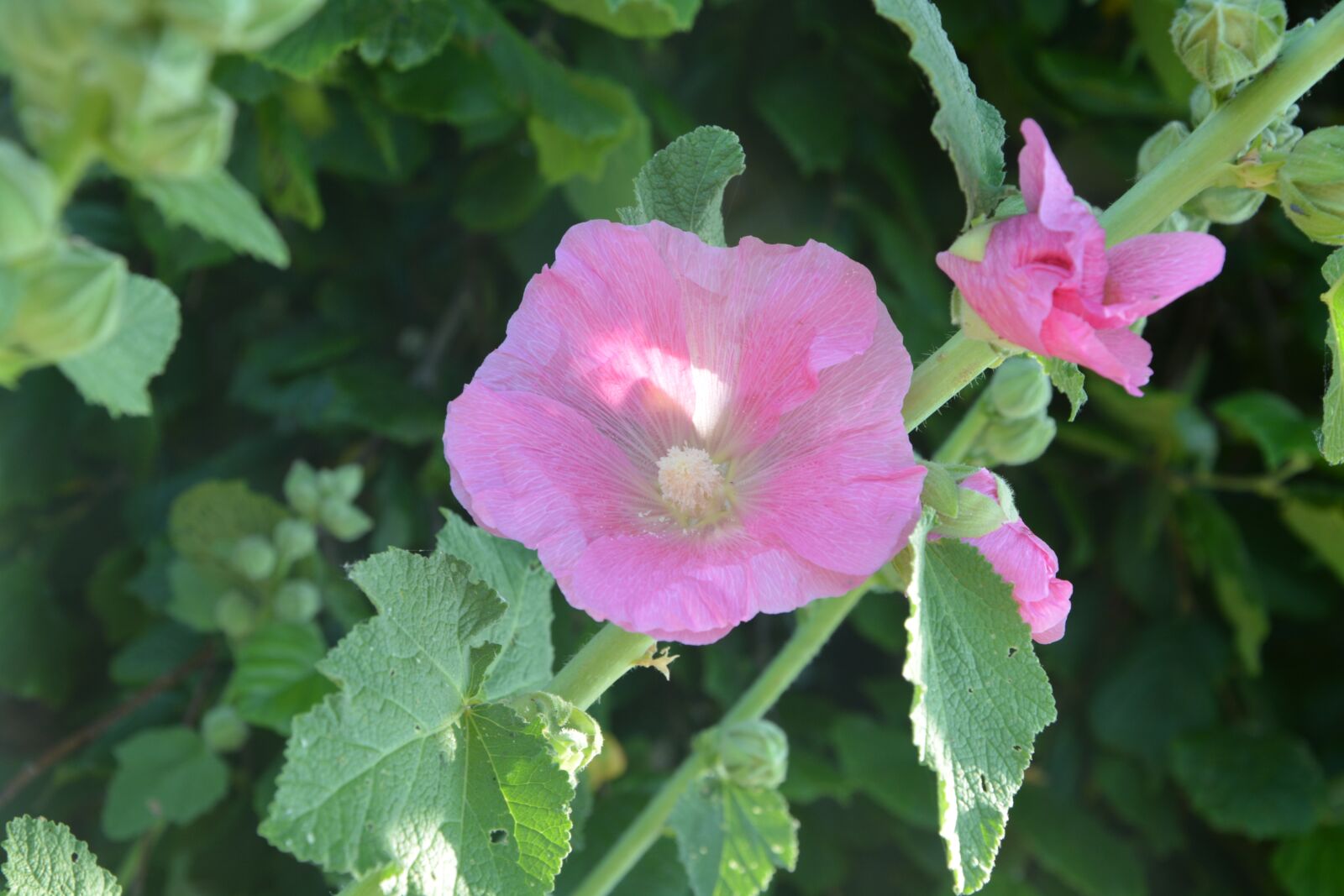 Nikon D5200 sample photo. Pink flowers, hibiscus, botany photography