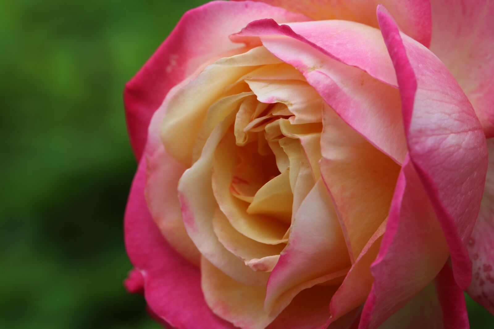 Canon EOS 750D (EOS Rebel T6i / EOS Kiss X8i) sample photo. Rose, plants, flowers photography