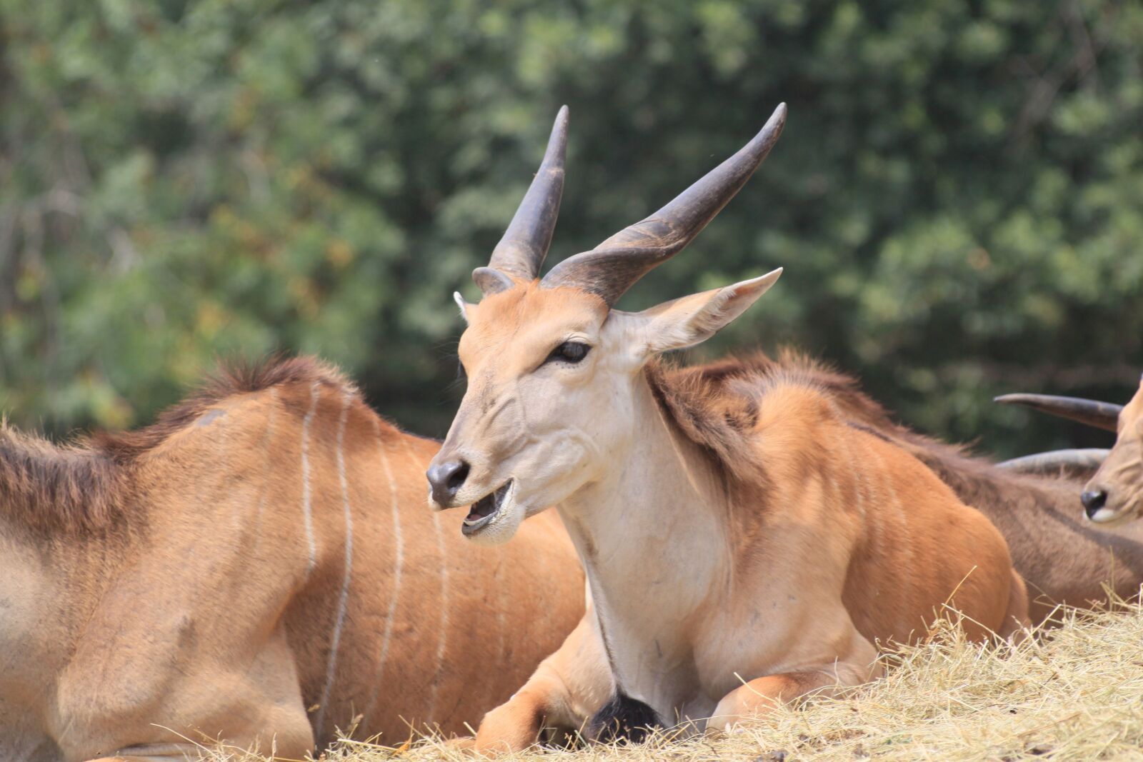 Canon EOS 500D (EOS Rebel T1i / EOS Kiss X3) sample photo. Antelope, zoo, animal photography