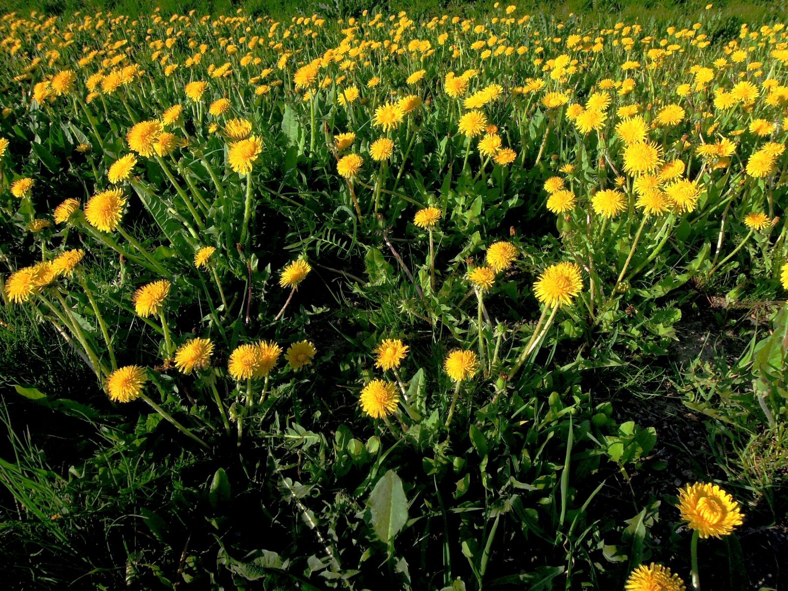Nikon Coolpix P300 sample photo. Flower, yellow, spring photography