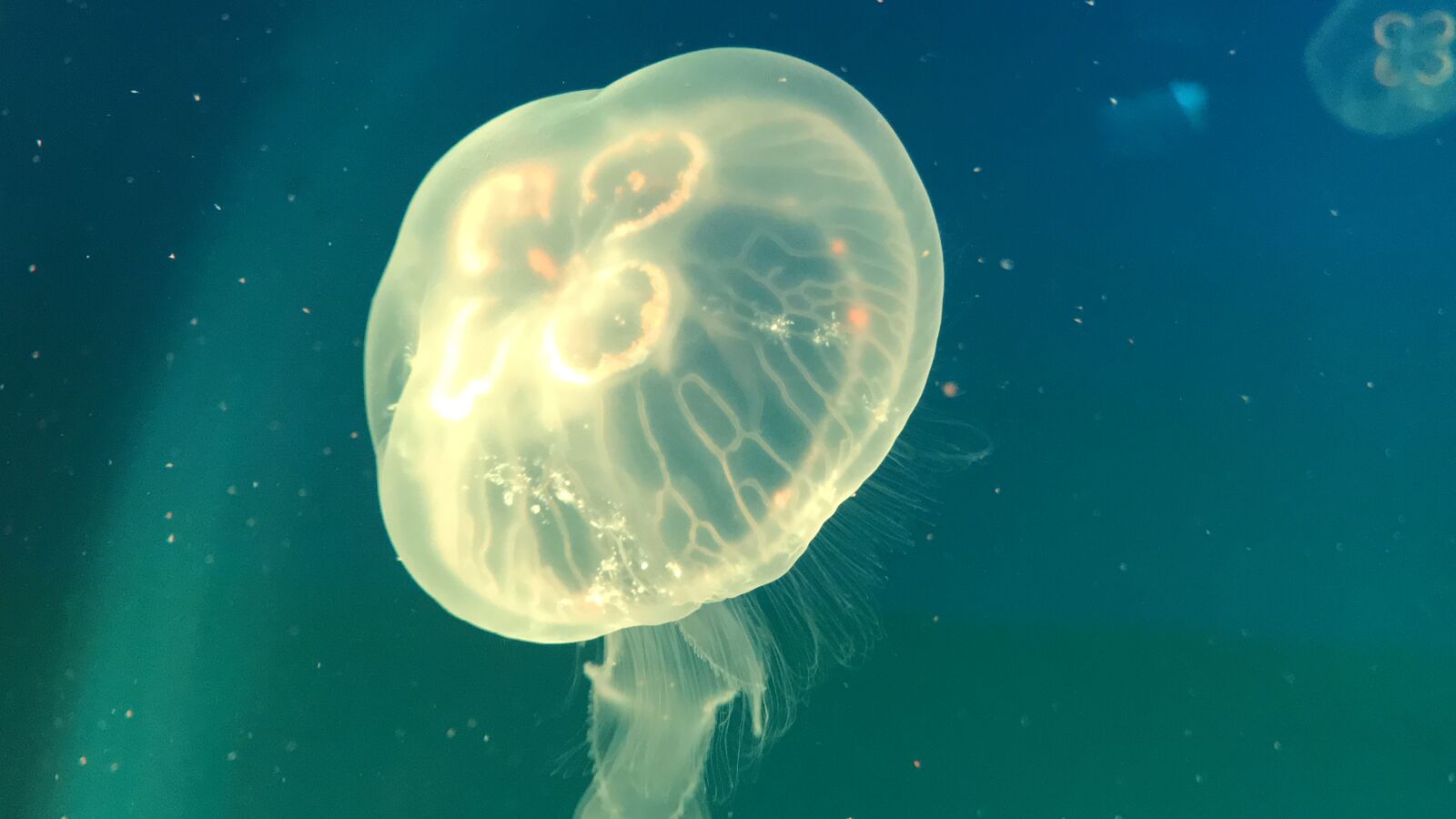 Apple iPhone 7 sample photo. Jellyfish, aquarium, fish tank photography