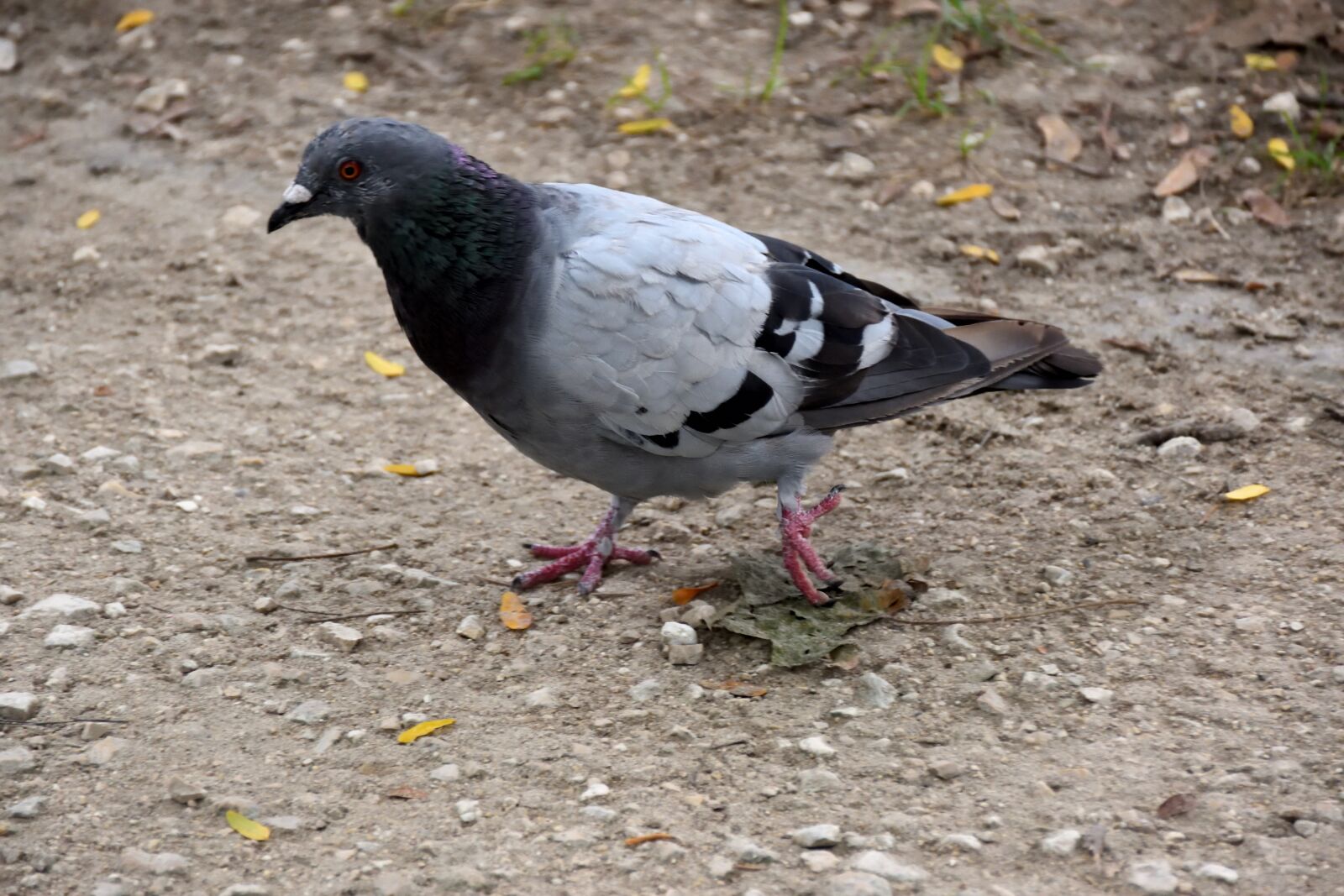 Nikon D5500 sample photo. Dove, bird, animal photography