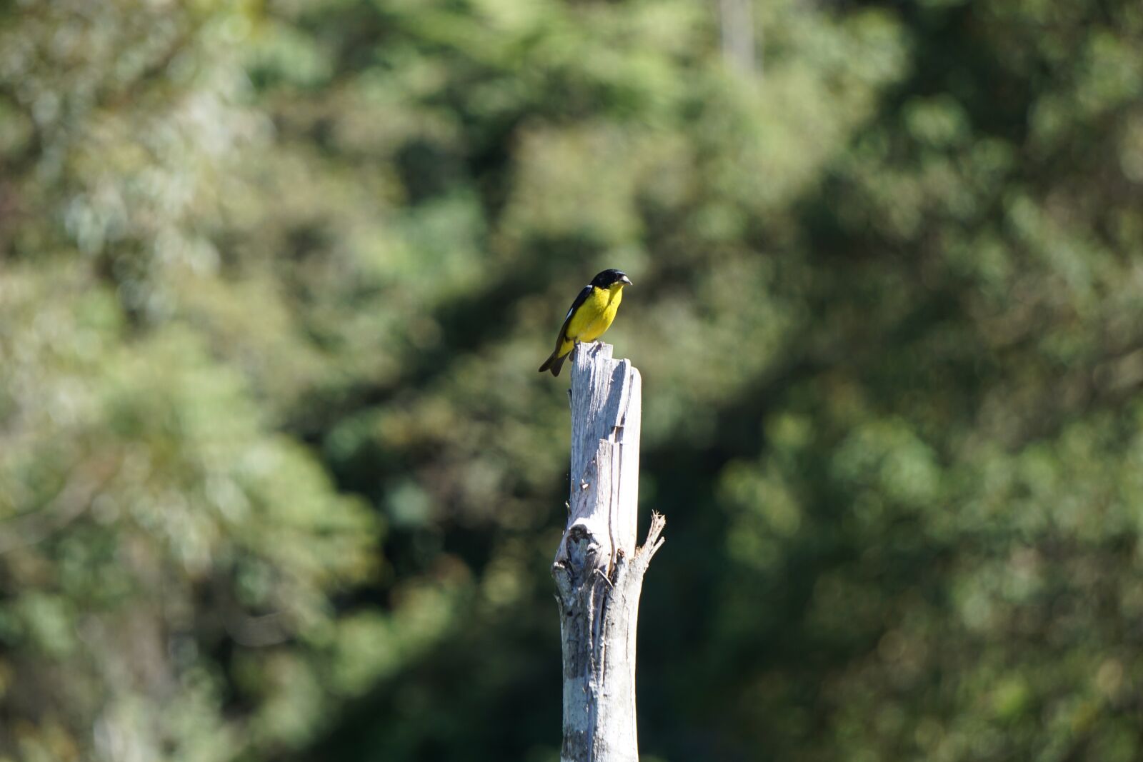 Sony E 55-210mm F4.5-6.3 OSS sample photo. Nature, bird, outdoors photography