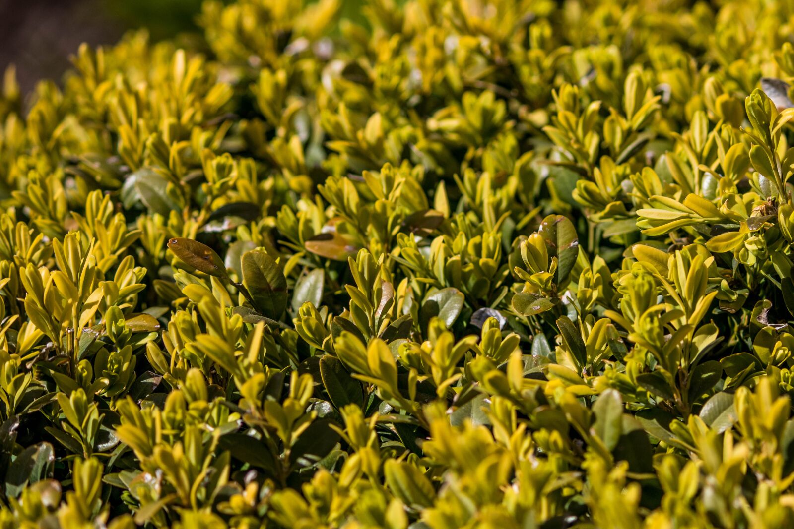 Canon EOS 200D (EOS Rebel SL2 / EOS Kiss X9) sample photo. Greens, macro, nature photography