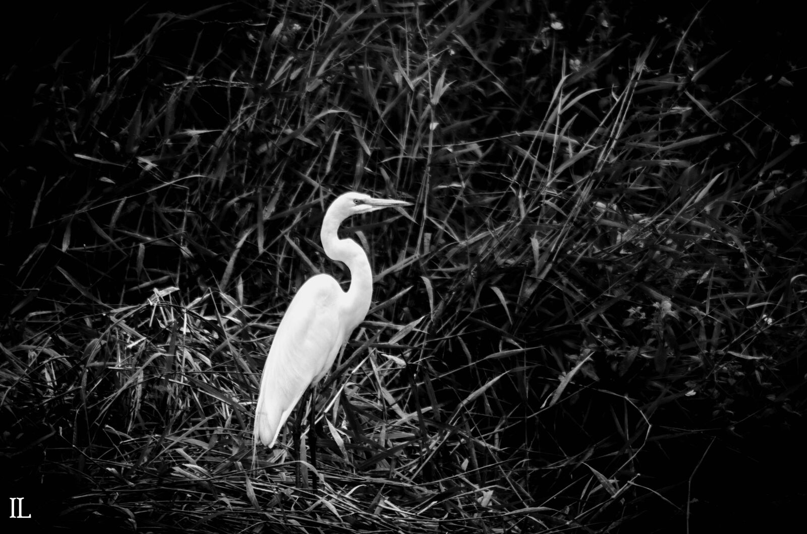 Tamron SP 70-300mm F4-5.6 Di VC USD sample photo. Black, and, white, egret photography