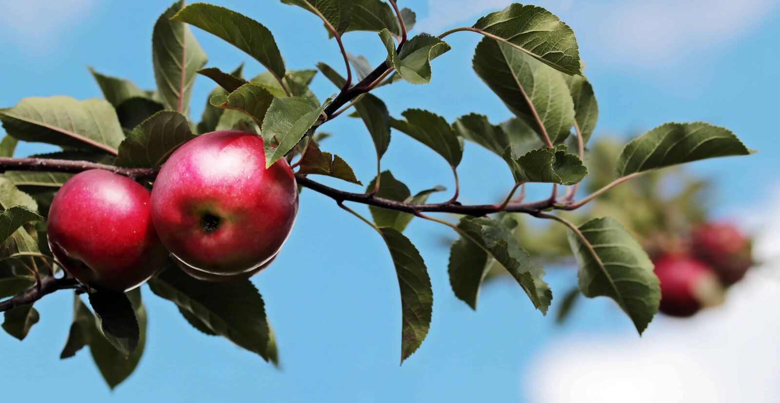Canon EOS 80D sample photo. Orchard, tree, fruit, nature photography