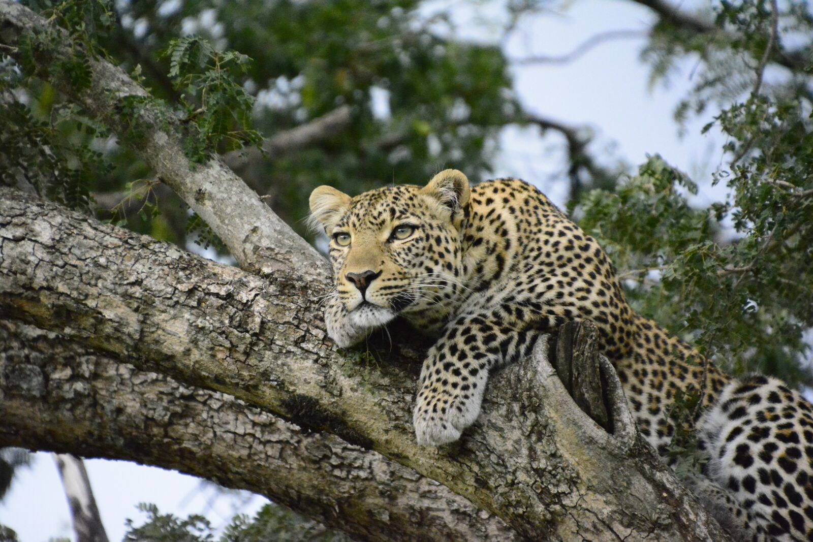 Nikon D5200 sample photo. Kenya, leopard, tree photography