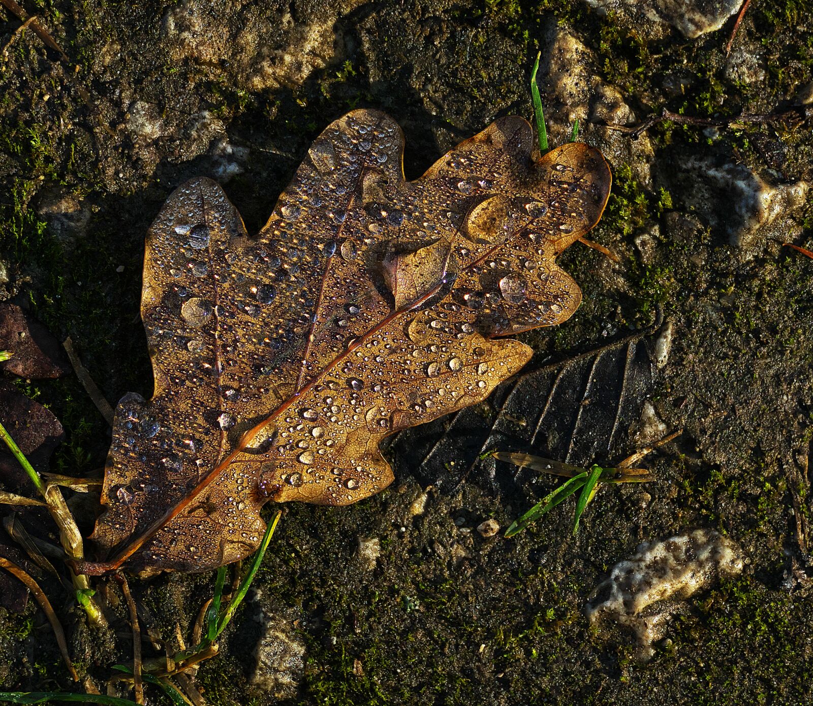 Panasonic Lumix DMC-FZ1000 sample photo. Oak leaf, leaf, drop photography