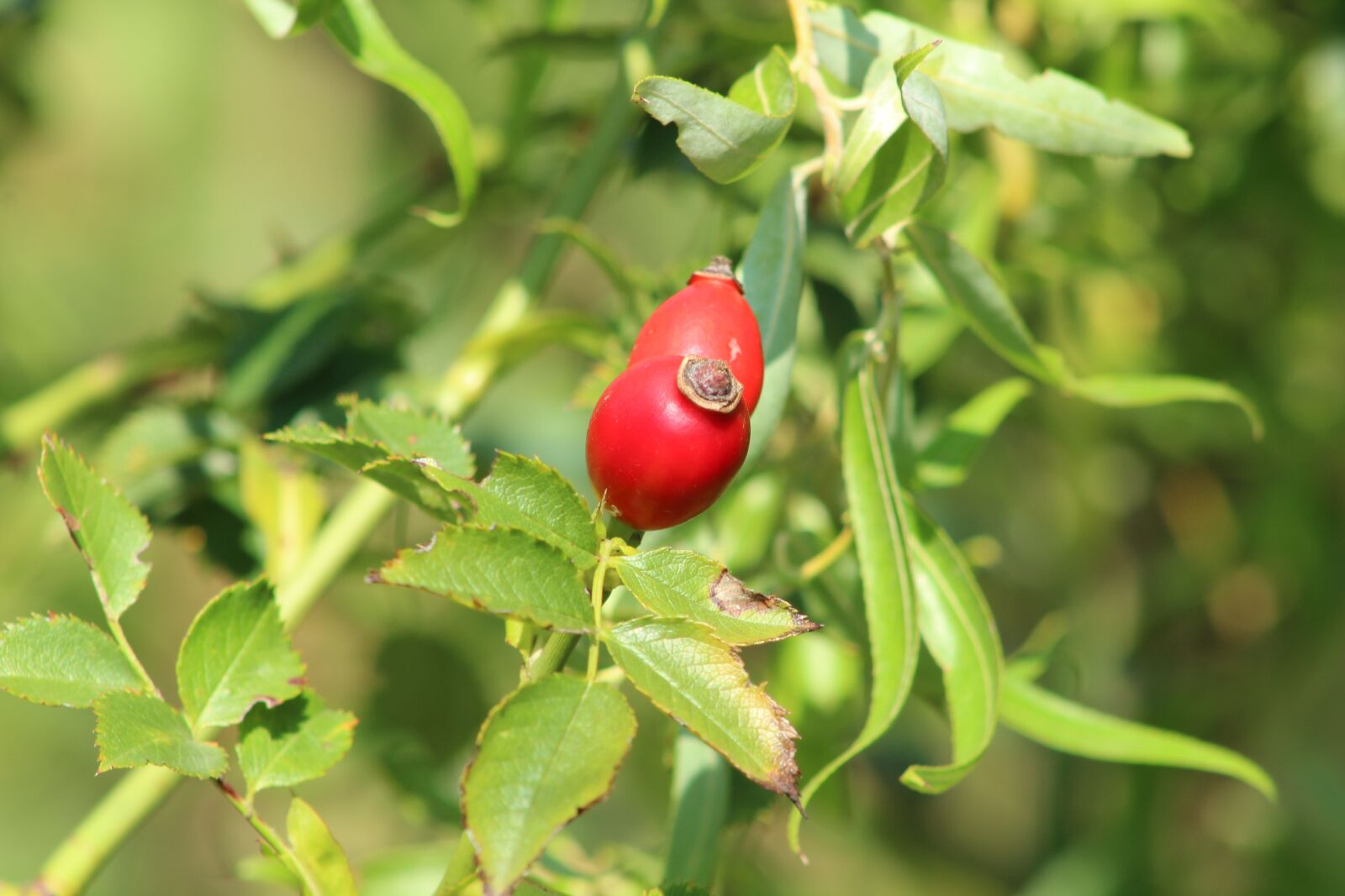 Canon EF75-300mm f/4-5.6 sample photo. Wildflower, rosehips, brian photography