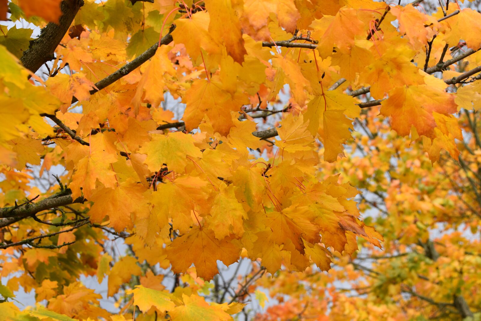 Nikon D5600 sample photo. Leaves maple, tree, shrub photography