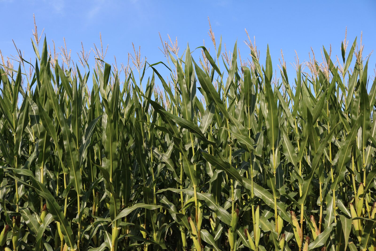 Canon EOS 750D (EOS Rebel T6i / EOS Kiss X8i) sample photo. Fields, corn, agriculture photography