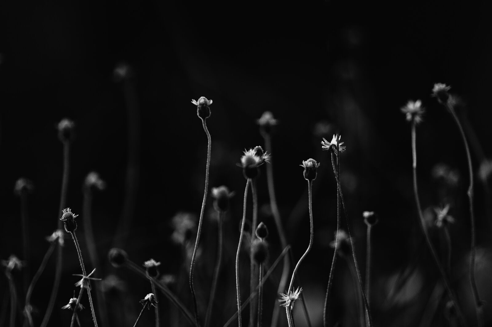 Canon EOS 50D sample photo. Gray, scale, photo, of photography