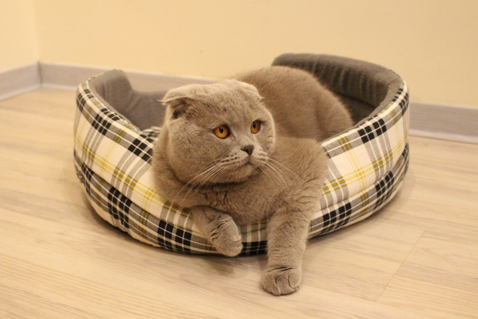 Canon EOS 700D (EOS Rebel T5i / EOS Kiss X7i) sample photo. Cat, grey, fur photography
