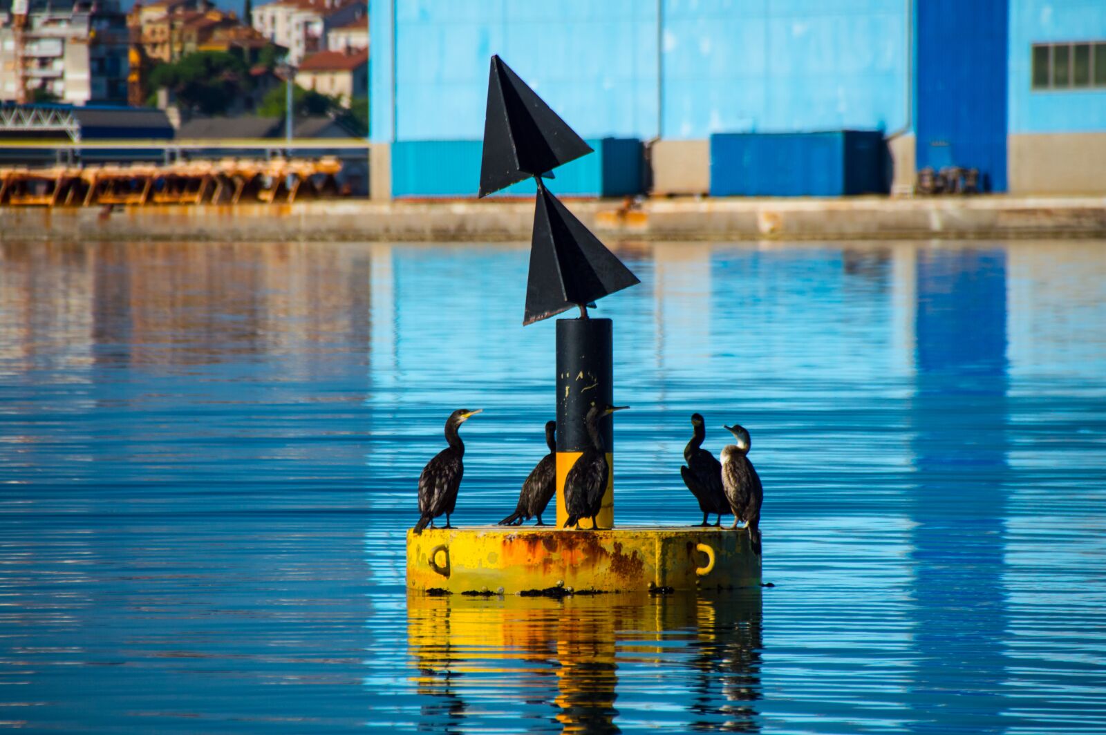 Nikon D3200 sample photo. Boje, sea birds, birds photography