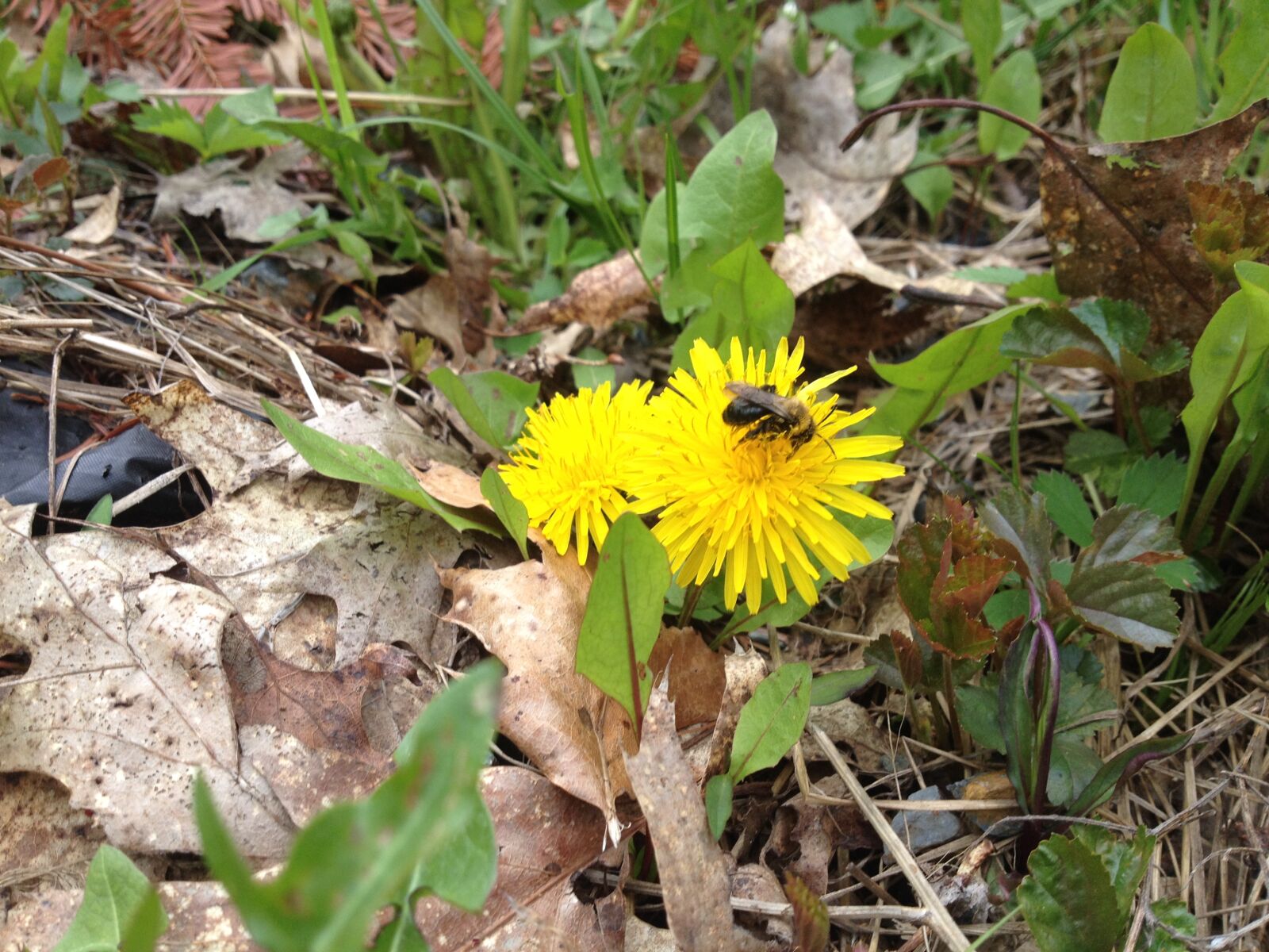iPhone 4S back camera 4.28mm f/2.4 sample photo. Bee, dandelion, flowers, honeybee photography