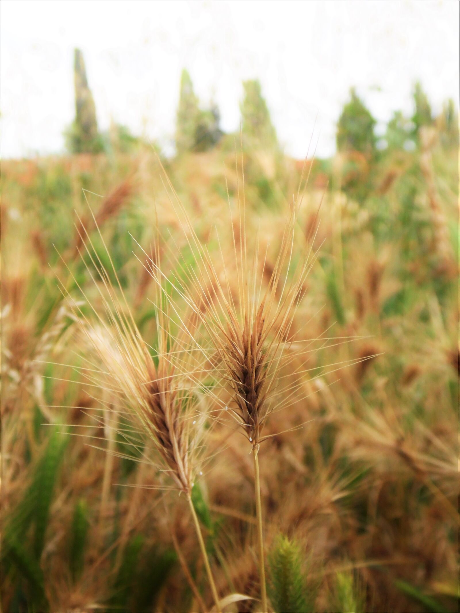 Samsung WB110/  WB111 sample photo. Grain, wheat, close up photography
