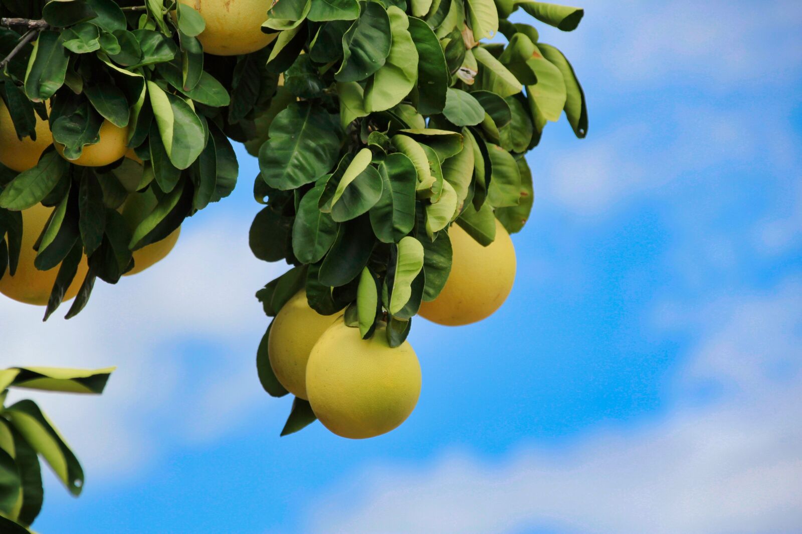 Canon EOS 1200D (EOS Rebel T5 / EOS Kiss X70 / EOS Hi) sample photo. Leaf, fruit, yellow photography