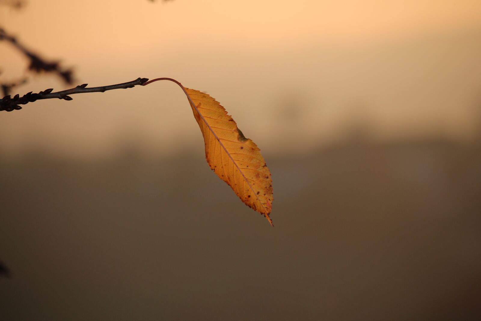 Canon EOS 650D (EOS Rebel T4i / EOS Kiss X6i) sample photo. Autumn leaf, single, branch photography