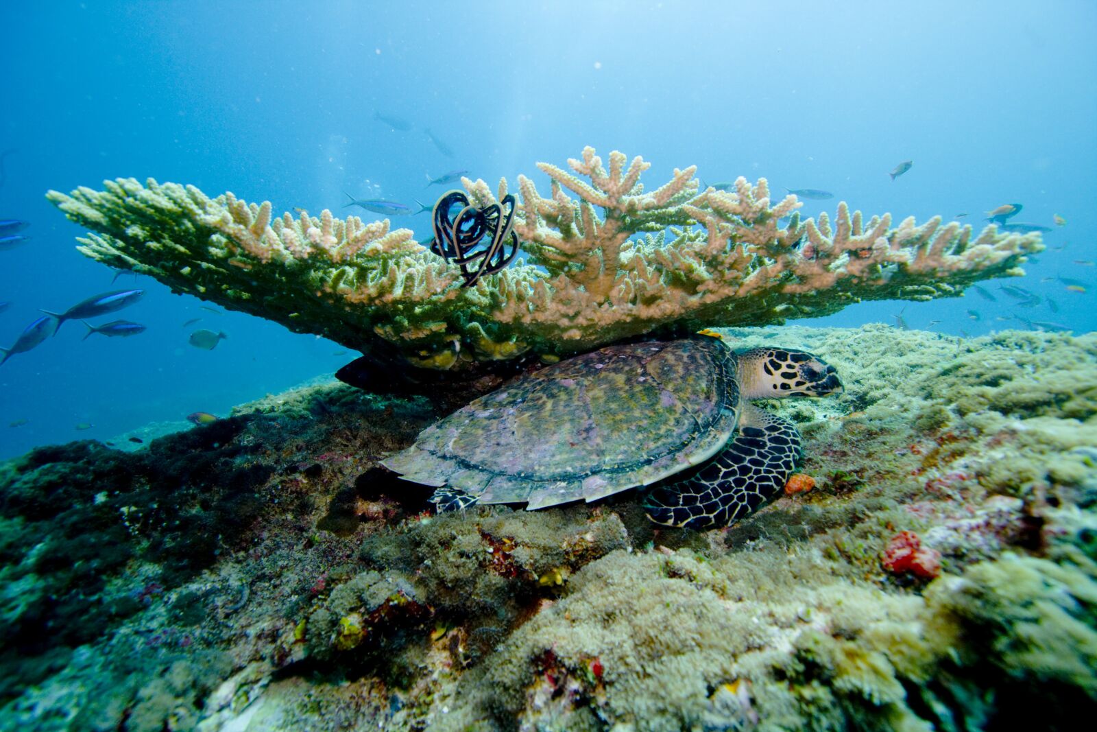 Canon EOS-1Ds Mark II sample photo. Coral, sea, ocean photography