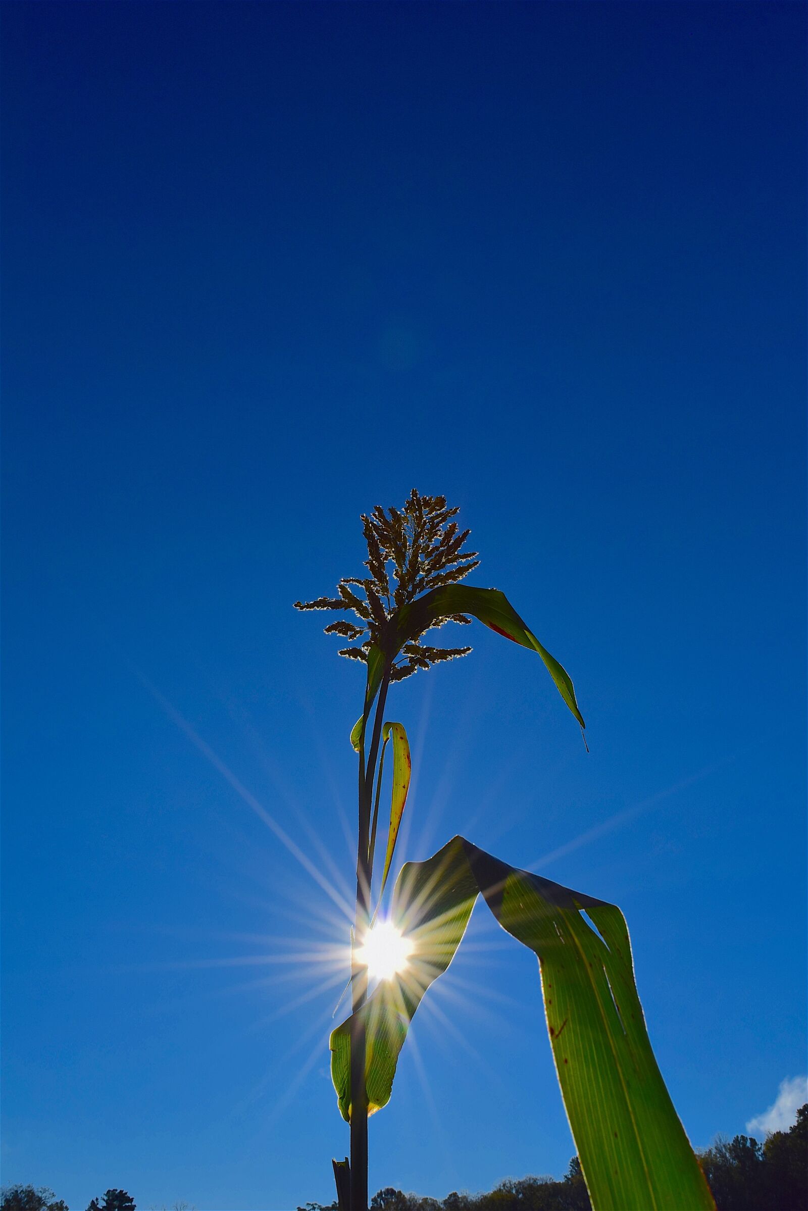 Nikon D3300 sample photo. Plant, sunlight, nature photography