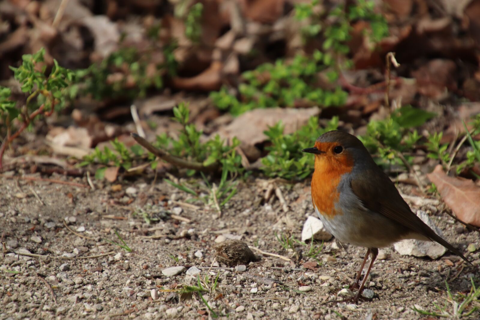 Canon EOS 800D (EOS Rebel T7i / EOS Kiss X9i) sample photo. Robin, birds, sparrows photography