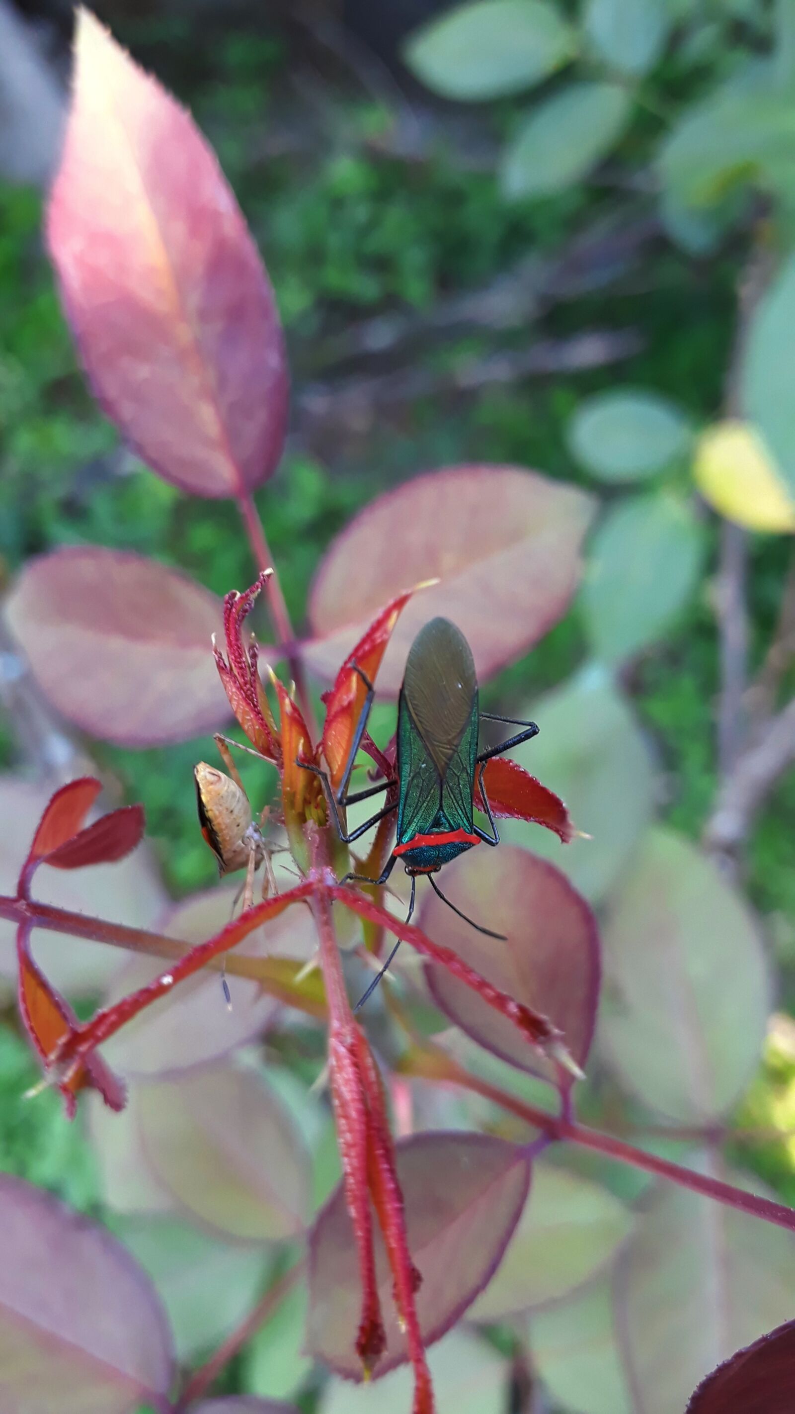 Samsung Galaxy J7 Prime2 sample photo. Insect, nature, spring photography